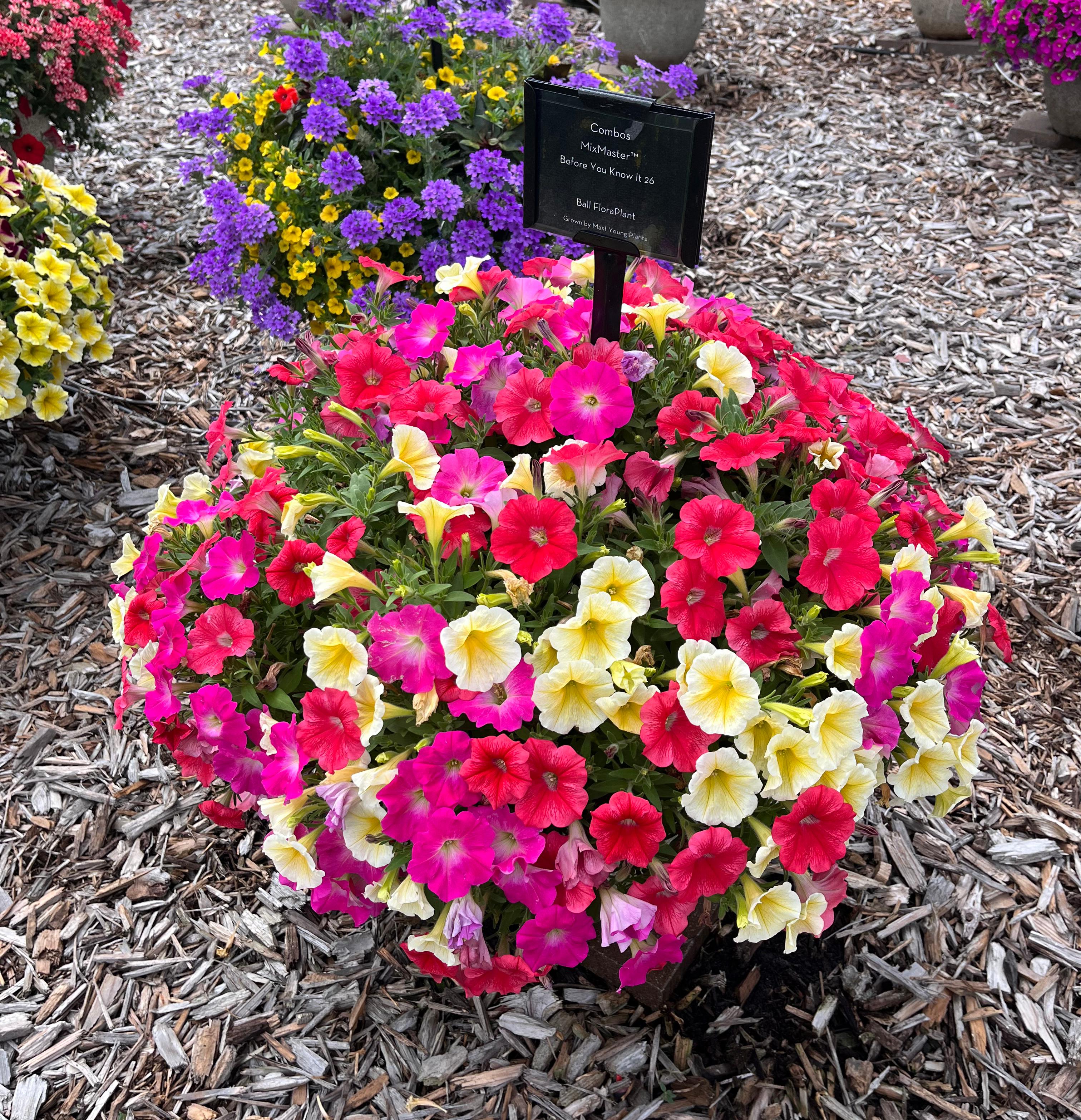 A vibrant mixed planting of petunias in red, pink, and pale yellow blooms, forming a rounded mound with a label sign in the center.