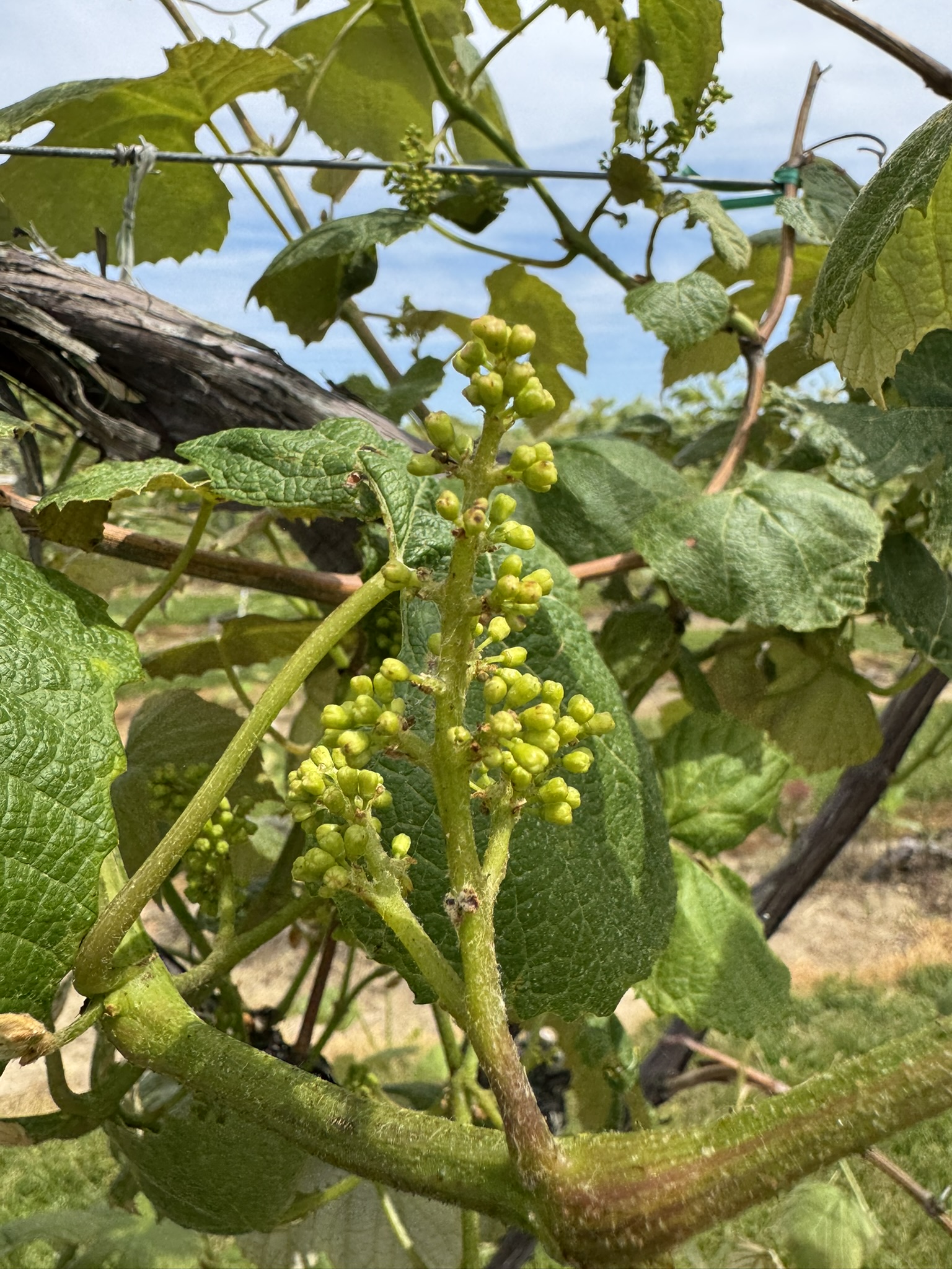 A cluster of unripe grapes in a vineyard growing along a wire support system. 