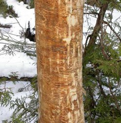 Tree trunk with bark heavily scraped away, exposing pale wood against a snowy forest background.