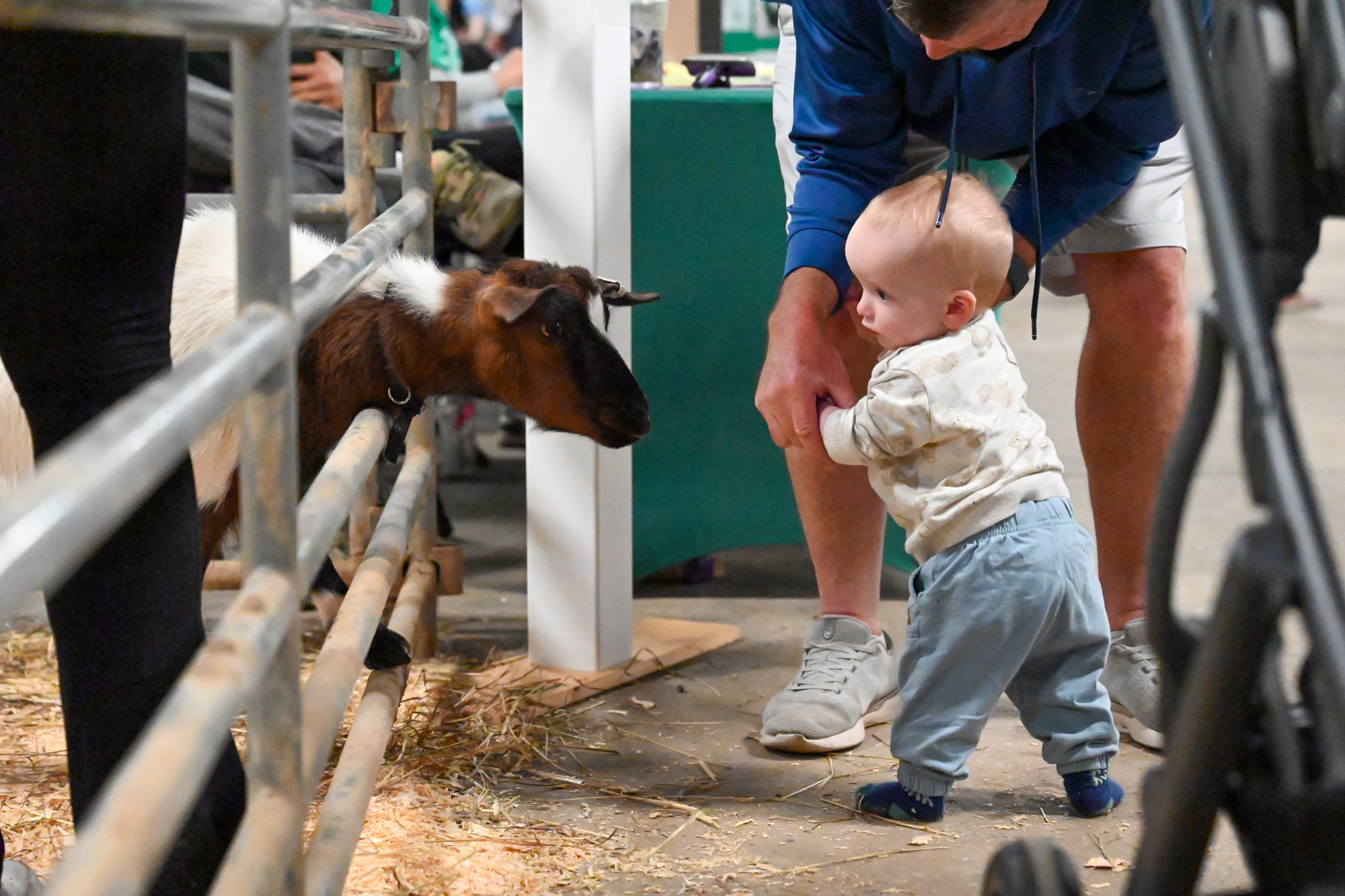 A baby approaches a brown and white goat.
