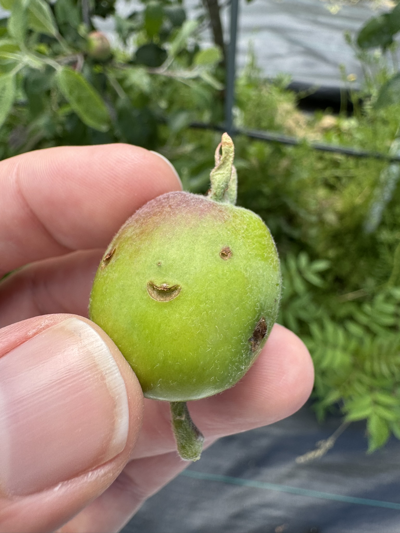 A small unripe apple held between two fingers showing little cuts and holes that have decayed.
