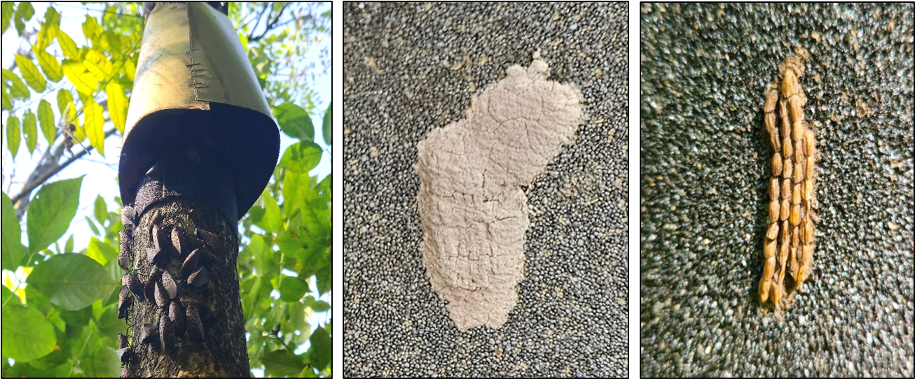 Adult SLF gathering below a lampshade trap (left); SLF egg mass covered by a protective waxy layer (center). Note occasionally, females lay an SLF egg mass without any waxy covering (right).