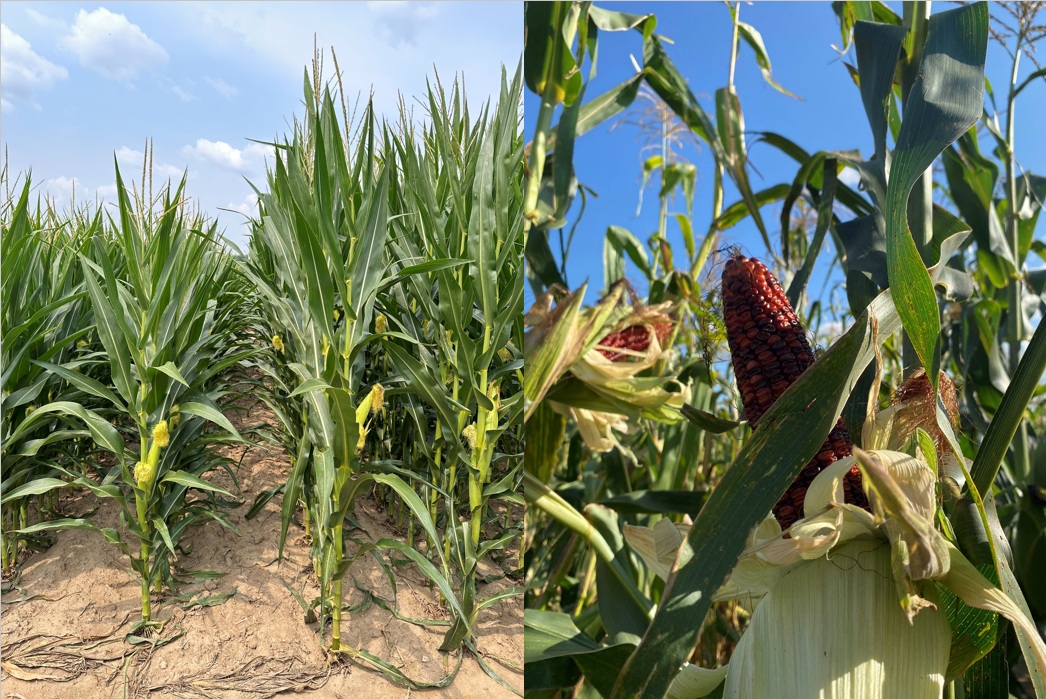 Corn_Research.png