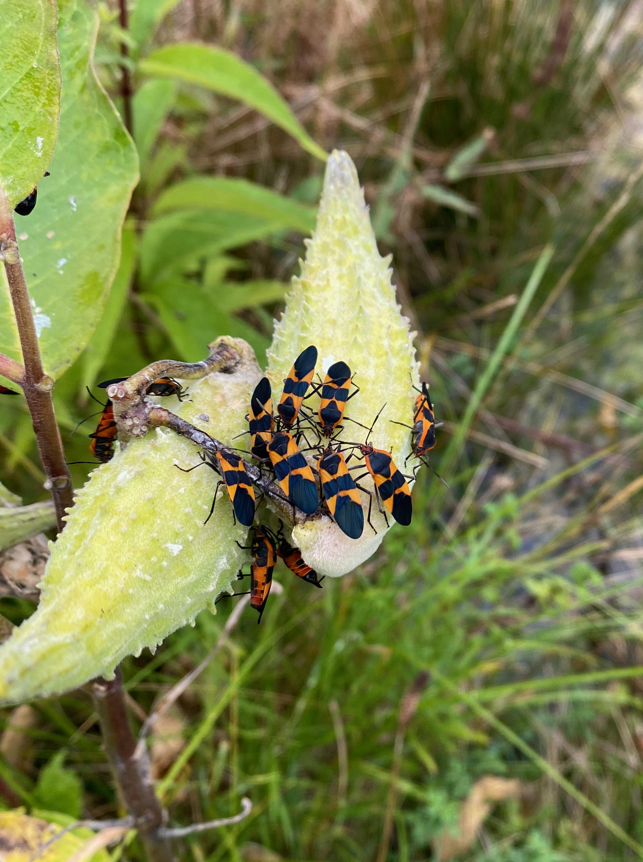 Large milkweed bugs crawling around on a leaf.