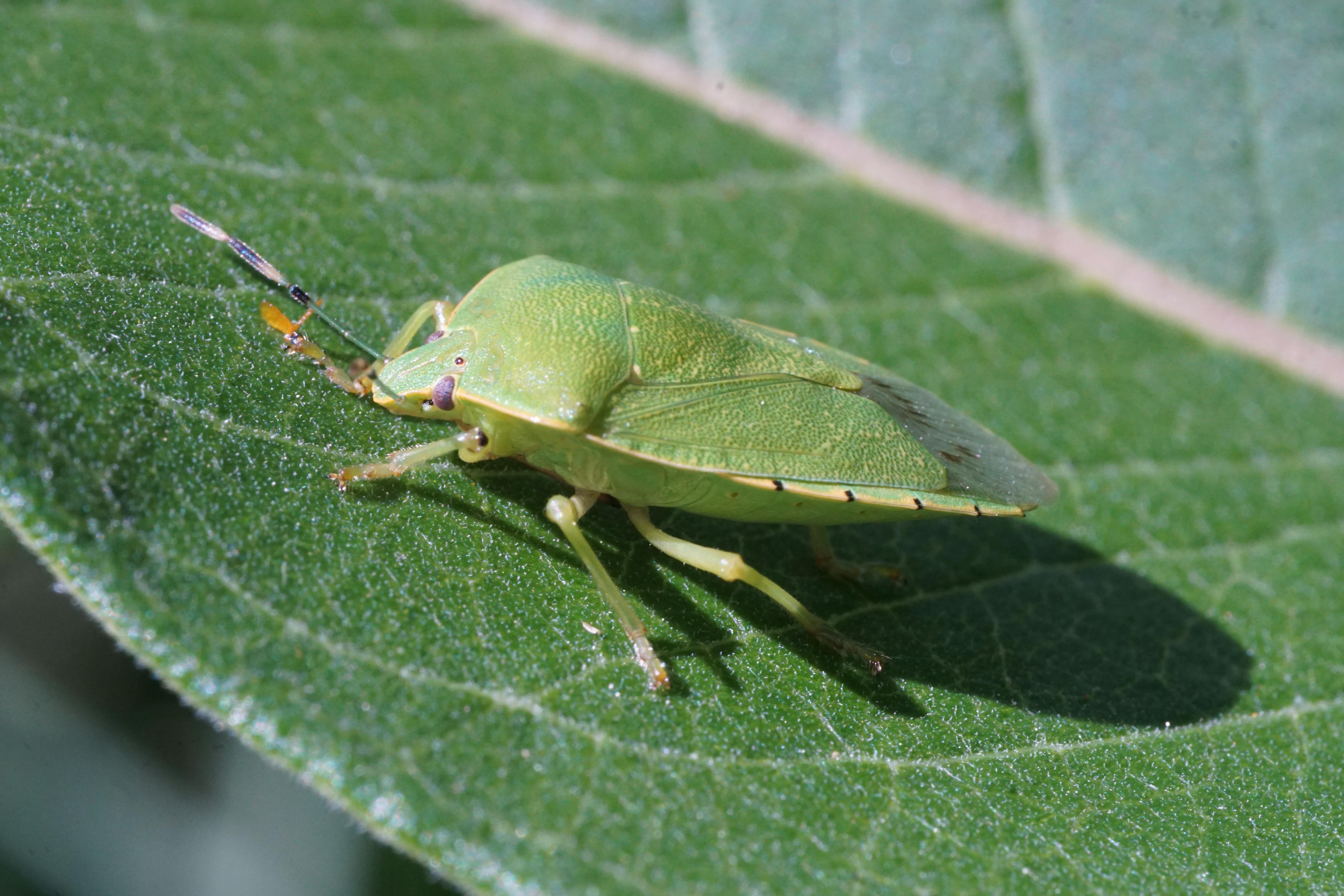 A green stink bug adult on a leaf.