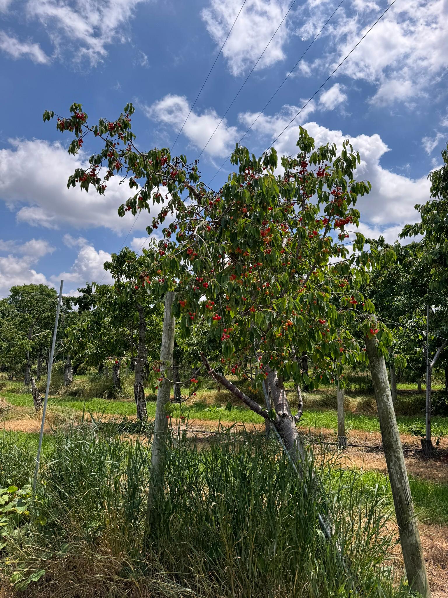 A sweet cherry tree.