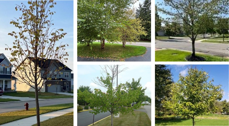 Photo collage showing 5 different trees in suburban settings