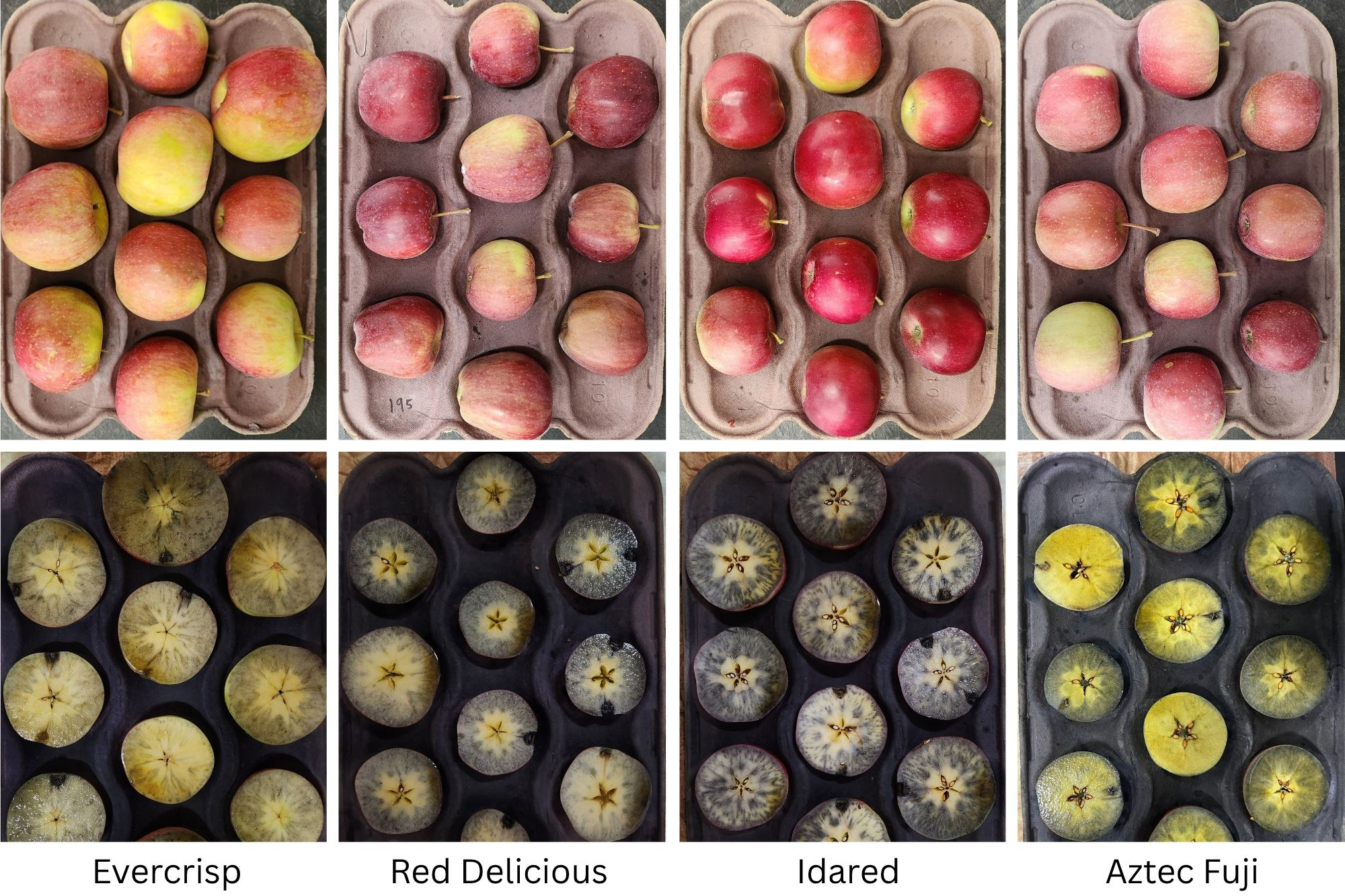 Trays of whole apples and apples cut in half stained blue from iodine testing.