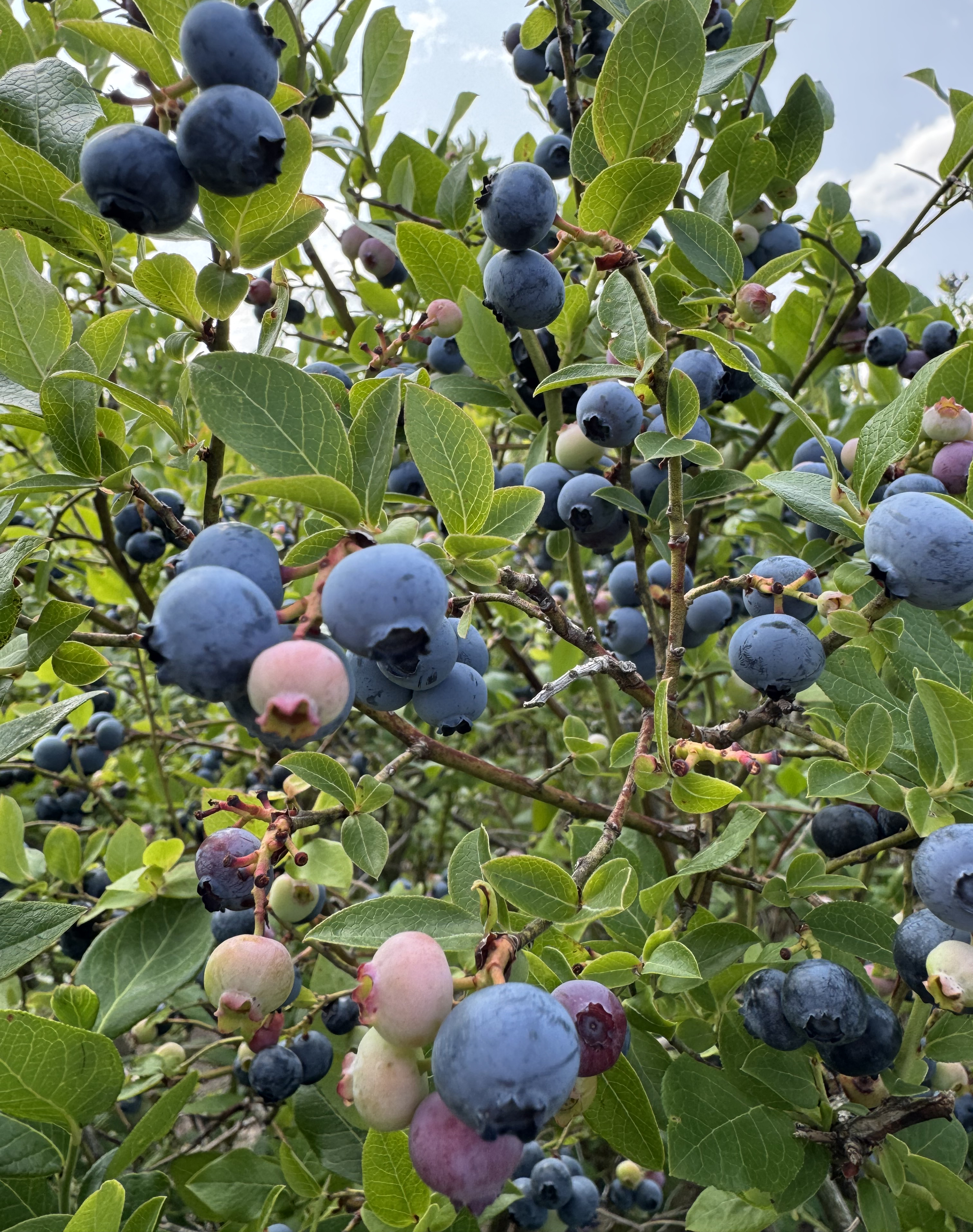 Close-up of a cluster of blueberries growing on a bush.