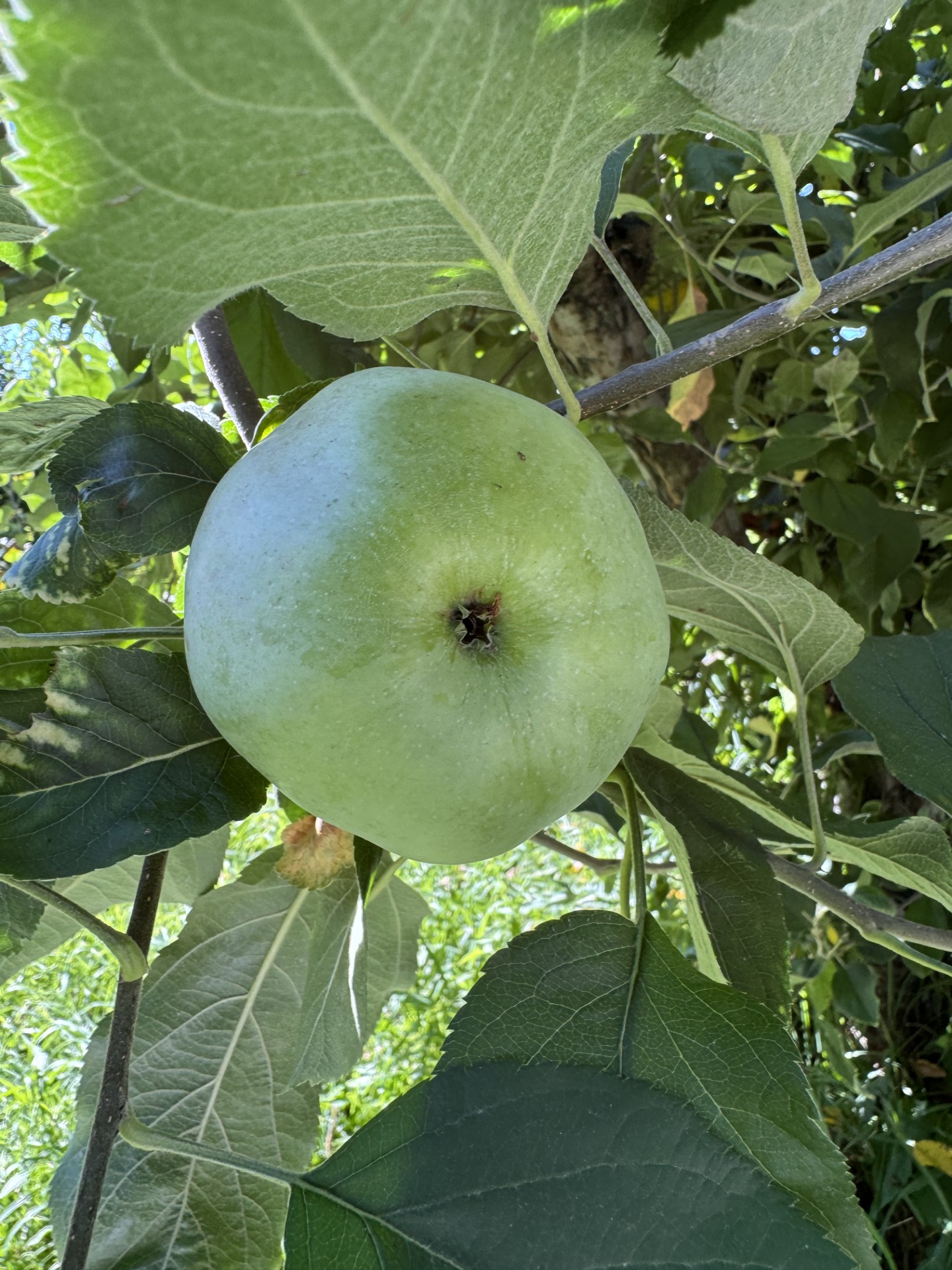 Green apples hanging from a tree.