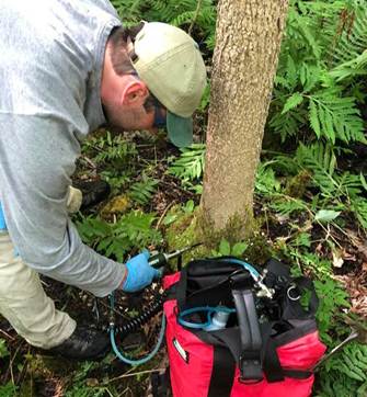 Researcher collecting data from the base of an ash tree in a forest using scientific equipment beside a red field bag.