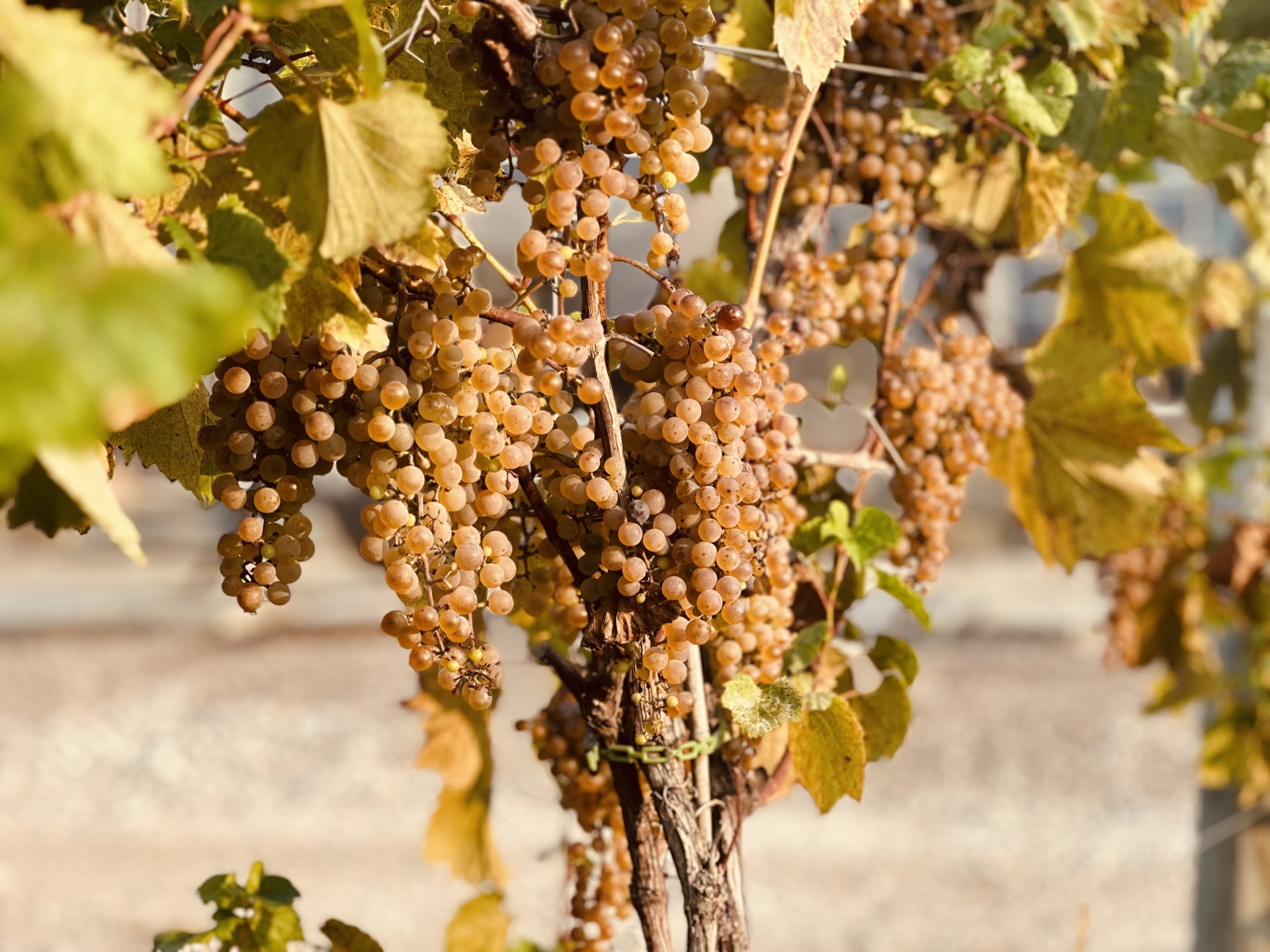 Yellow grapes nearing harvest hanging from a vine.