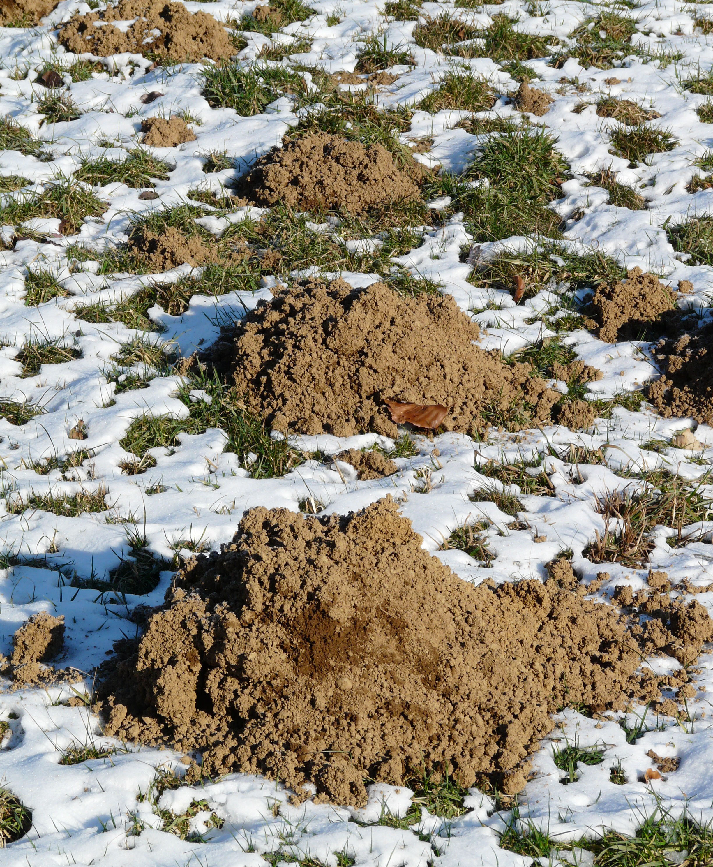 Mounds of dirt on a snowy ground caused by moles.