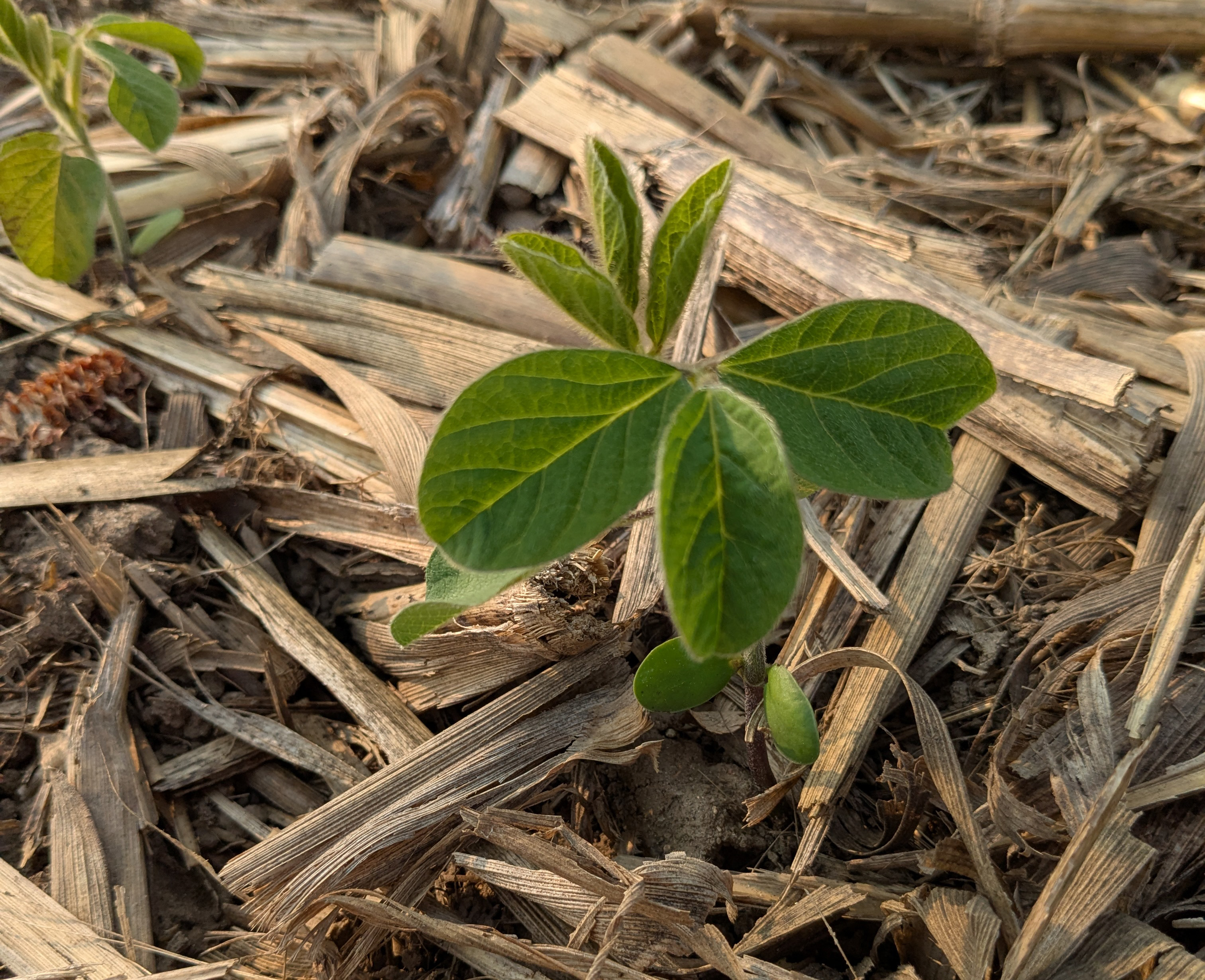 Soybean.jpg