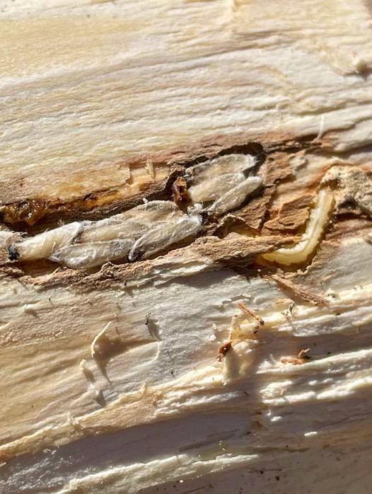 Close-up of pale parasitic wasp pupae and emerald ash borer larvae beneath stripped tree bark.