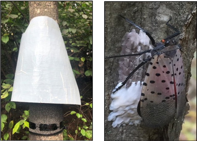 A lampshade trap (above) & an SLF adult laying an egg mass (right).