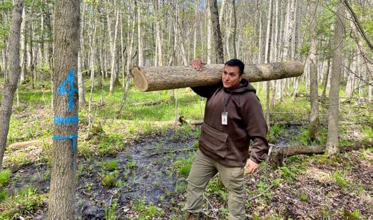 Person carrying a cut ash log over their shoulder while standing in a wet forest marked with blue tree identification paint.