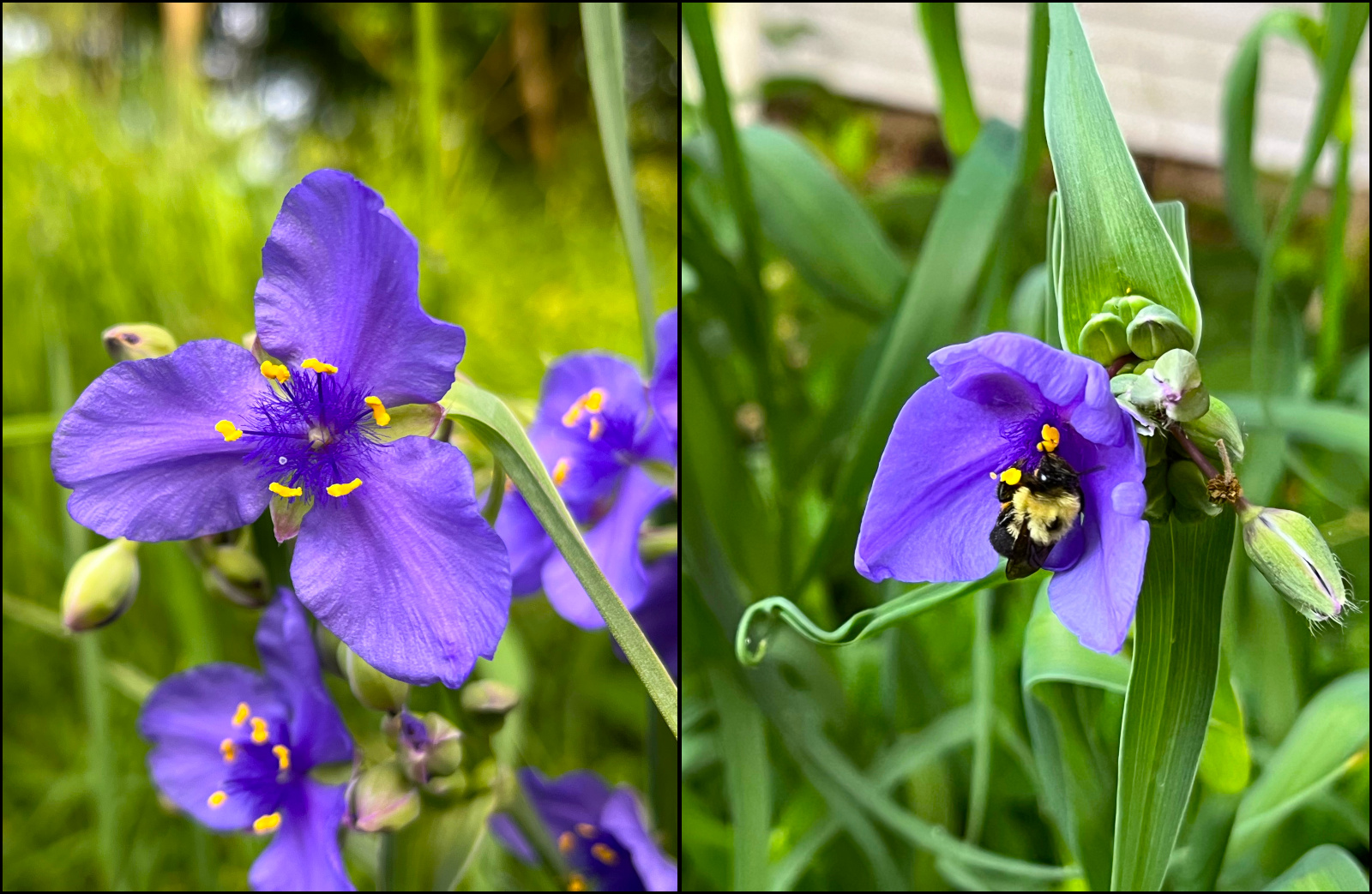 Closeup of the purple flowers of a common spiderwort plant.
