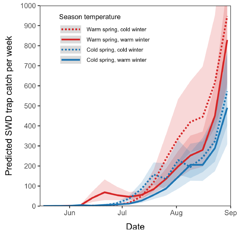 Line graph showing predicted weekly spotted wing drosophila trap catches from June through early September under four seasonal temperature scenarios. Warmer spring and winter conditions are associated with earlier and larger increases in SWD populations.
