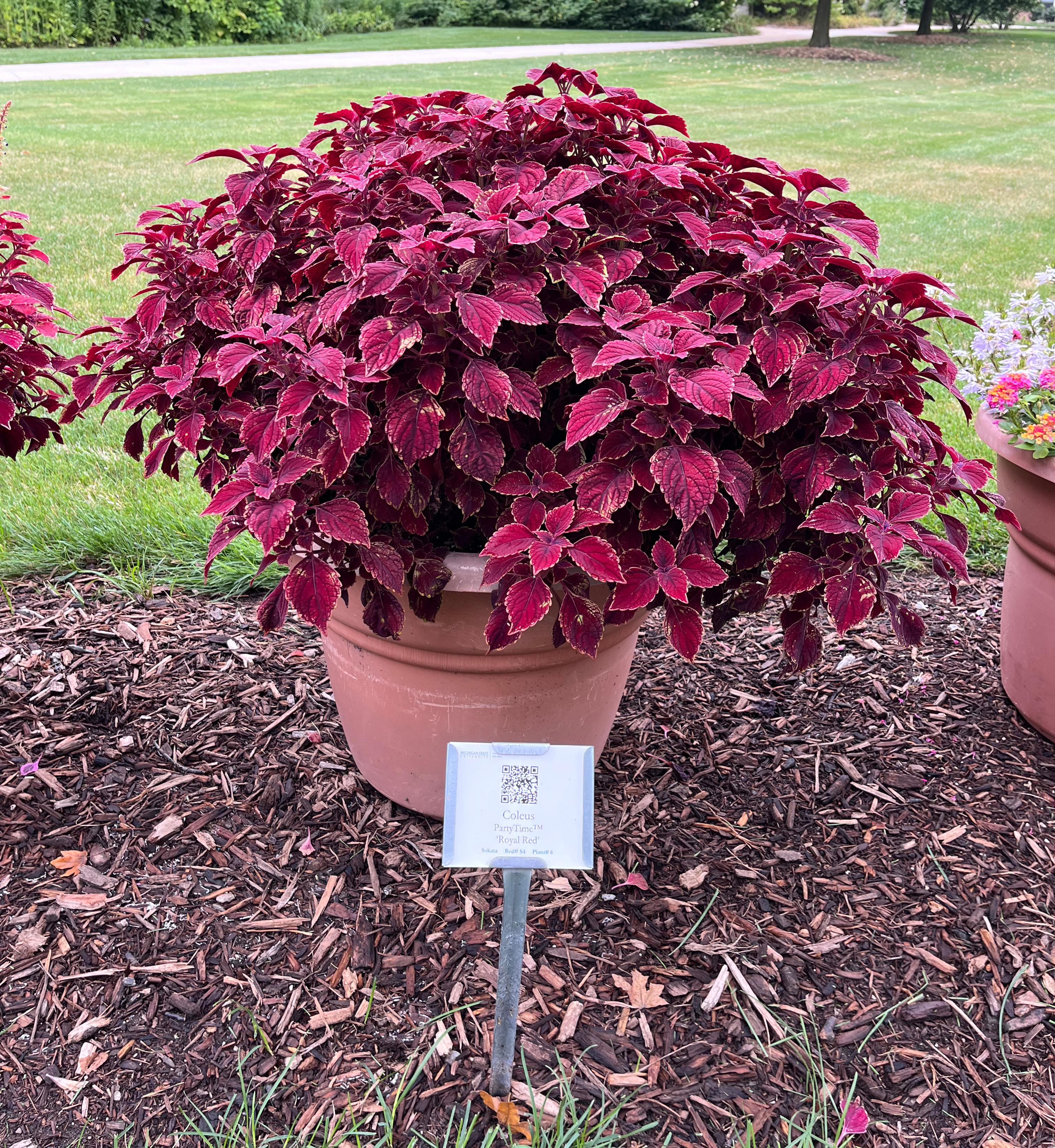 A large potted coleus plant with dense burgundy-red foliage edged in darker tones, displayed outdoors with a plant label.