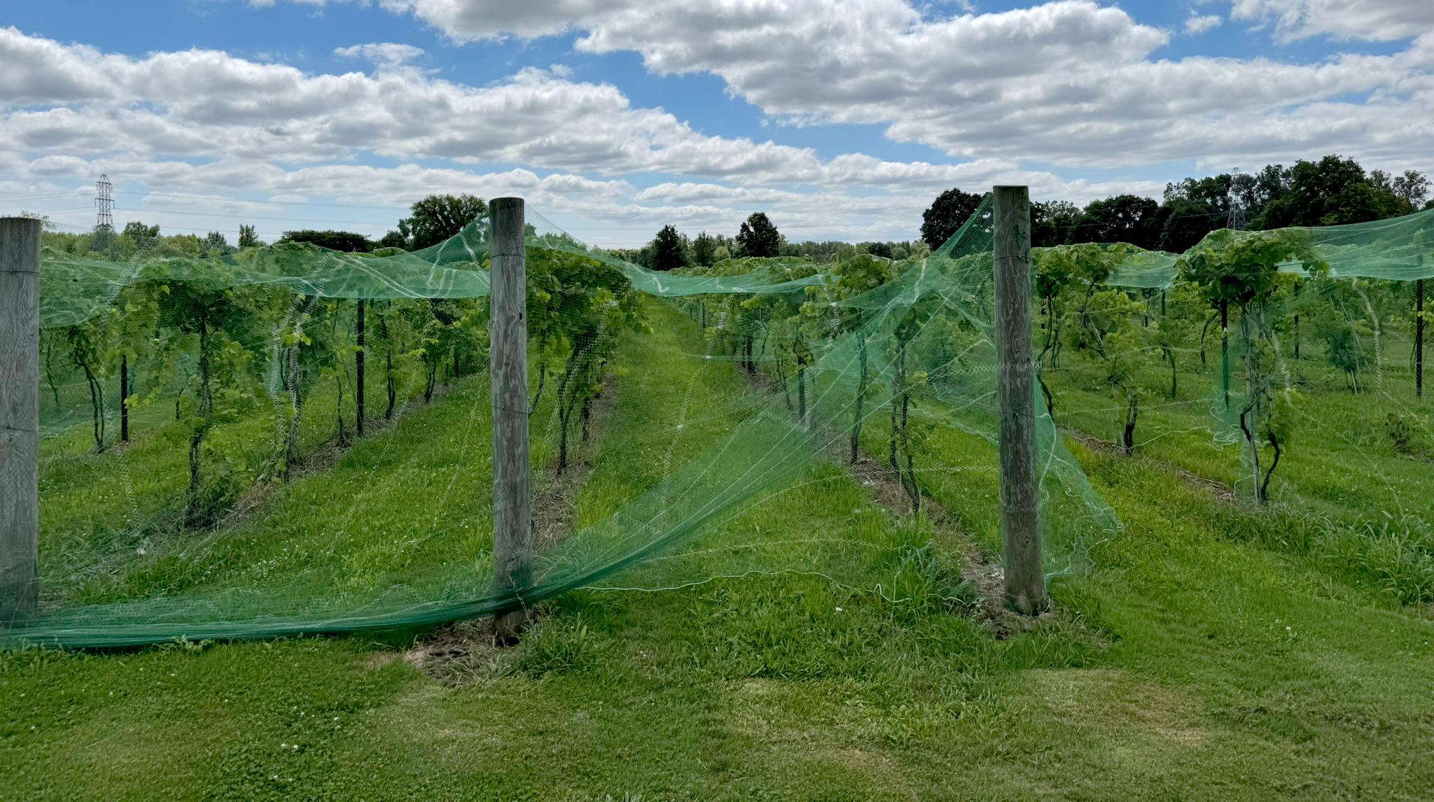 Vineyard rows under partly cloudy skies with green netting draped over the vines for protection. Tall wooden posts support the trellis system.