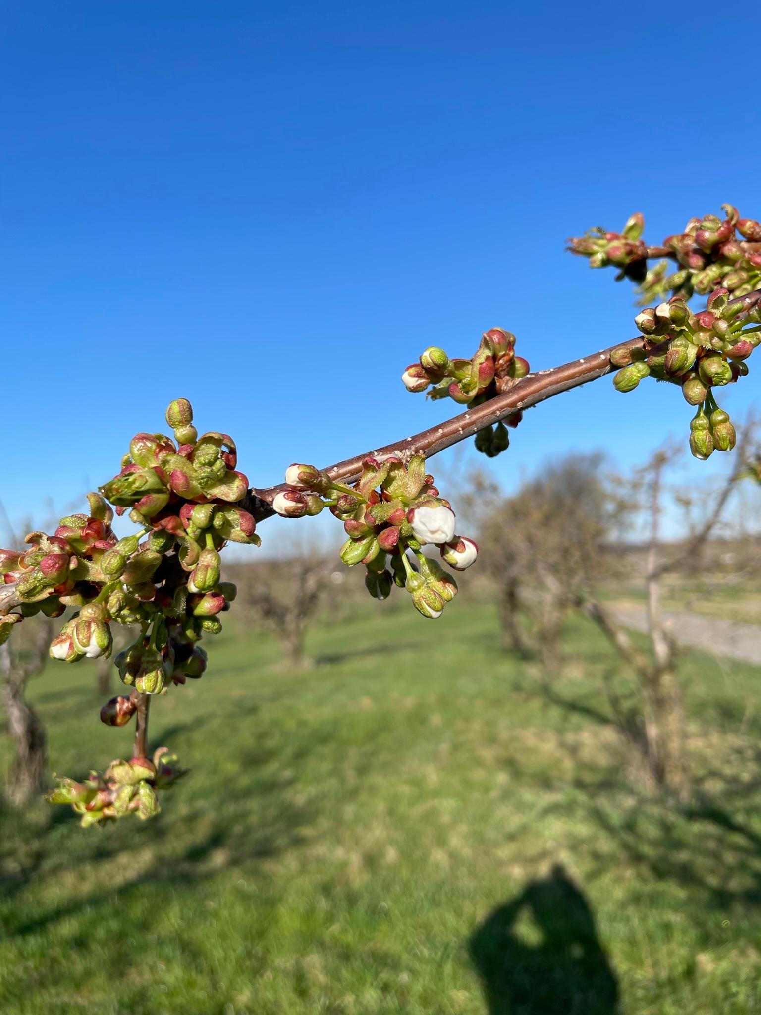 Sweet cherries at white stage.