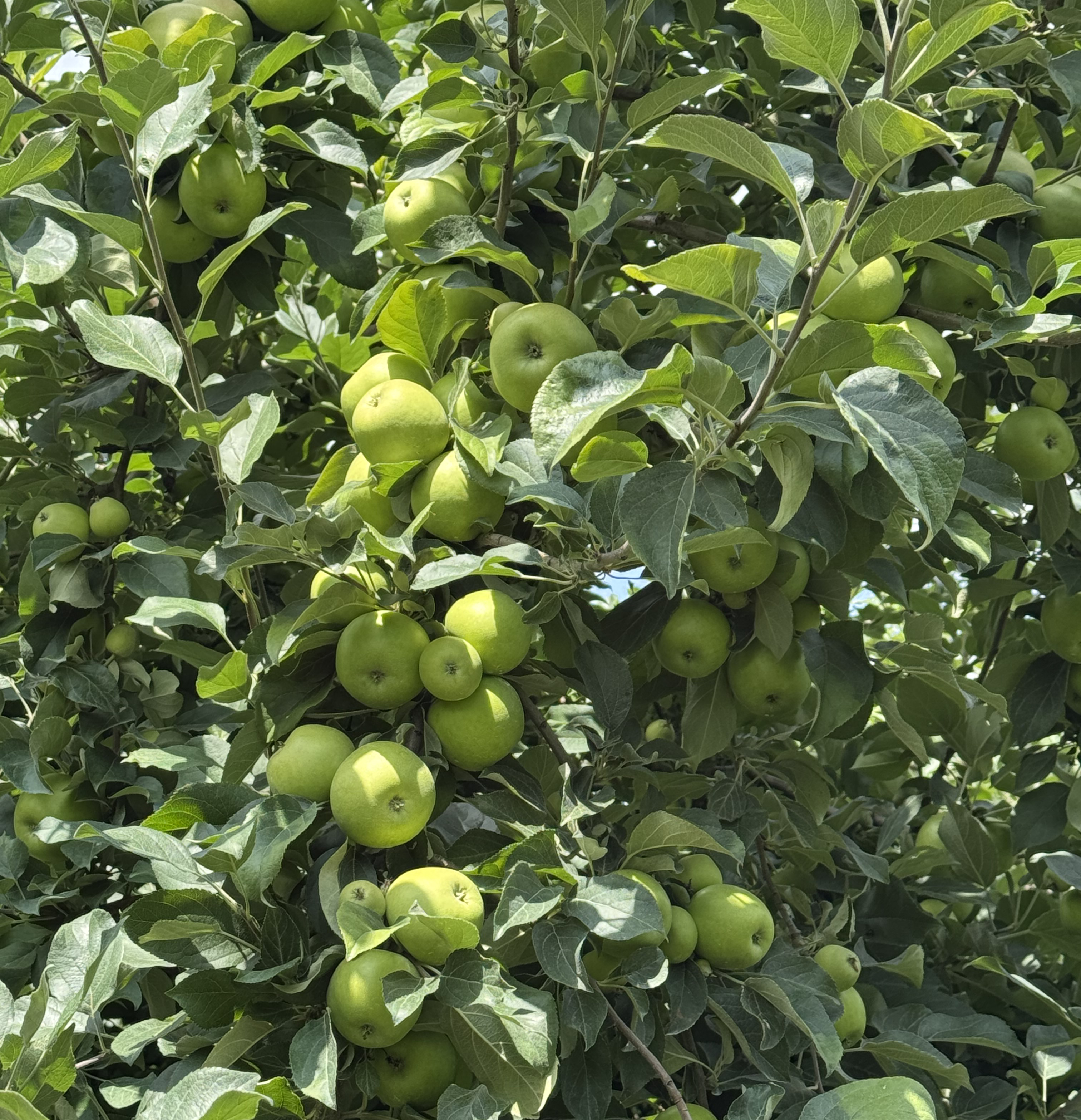 Close-up of green apples hanging from a tree.