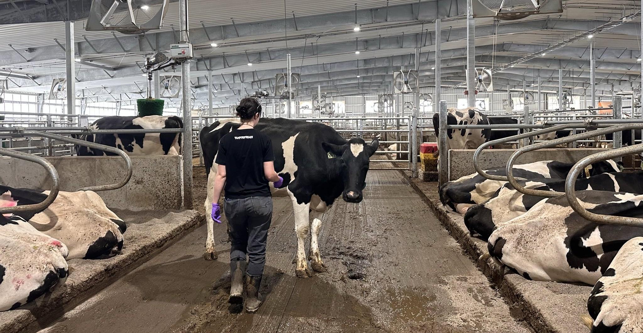 Student Leah Katers works with Holstein cow in barn