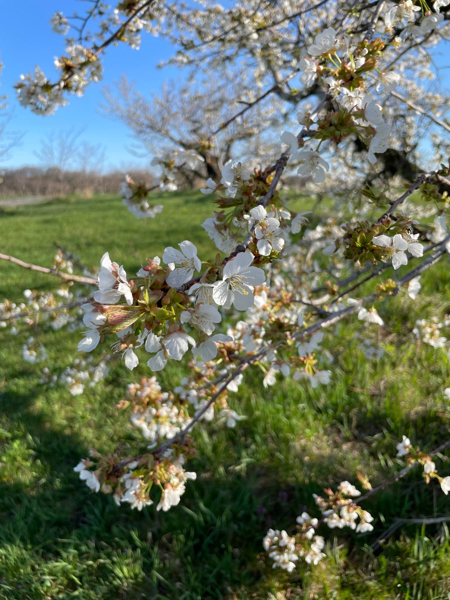 Plums starting to bloom.