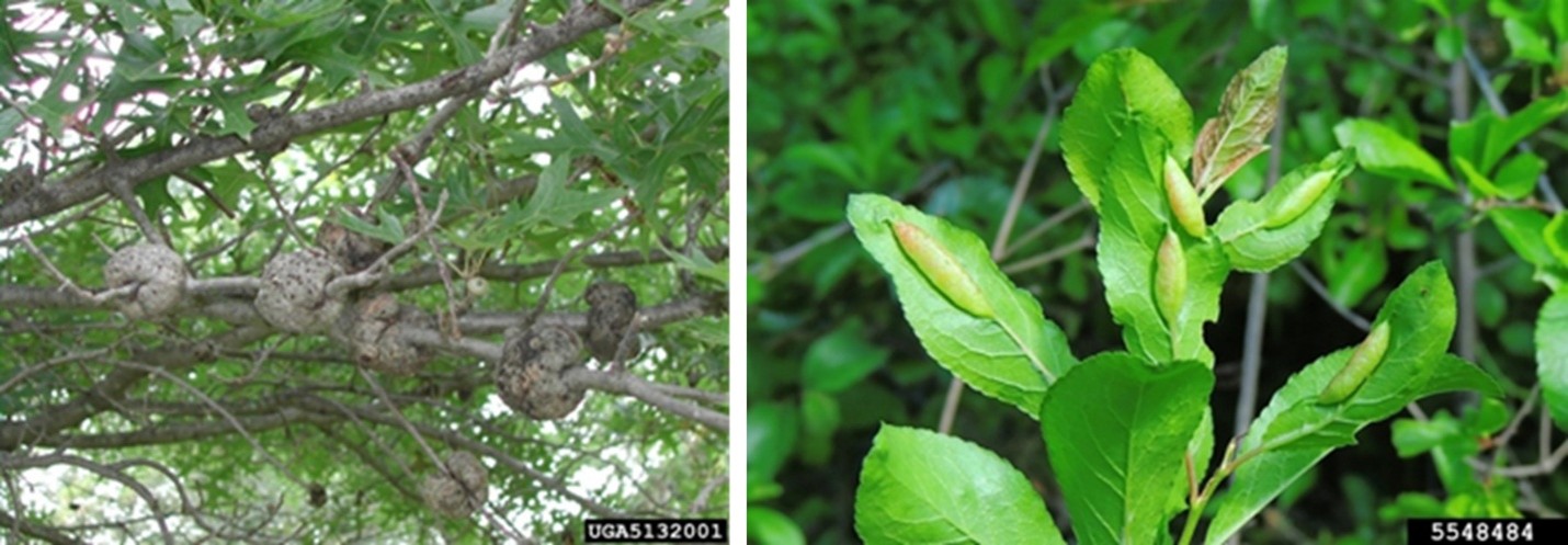 Photo showing two close-up views of plants with galls.  The first photo has brown round galls encompassing the branches.  The second photo has green galls on the leaf surface. 