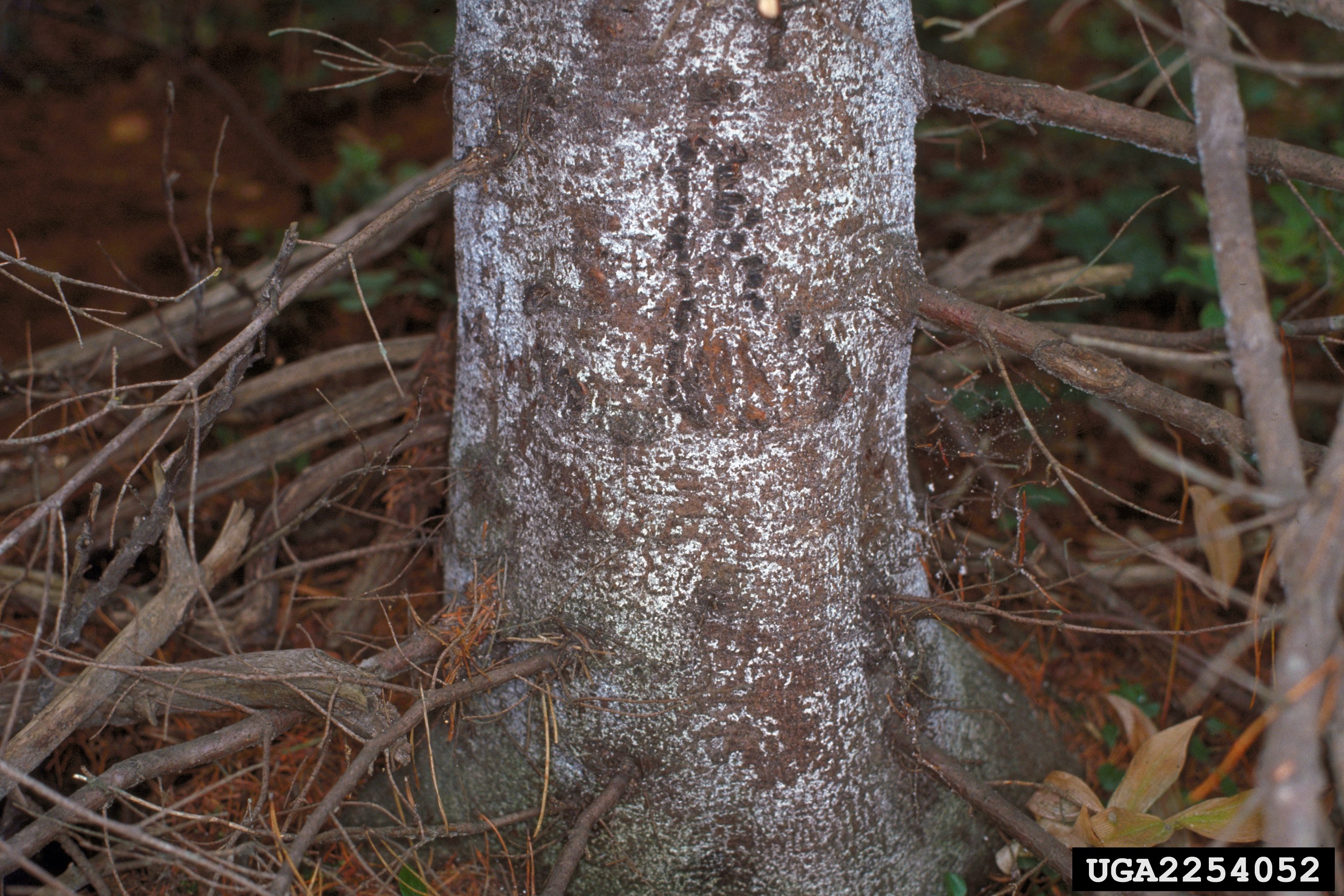 #11B  BWA on base of subalpine fir.jpg