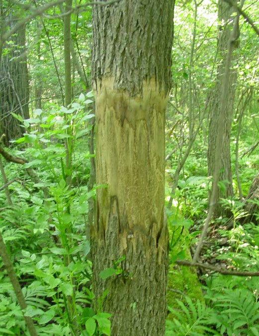 Ash tree trunk with a large section of bark stripped away by woodpecker feeding activity in a dense green wetland forest.