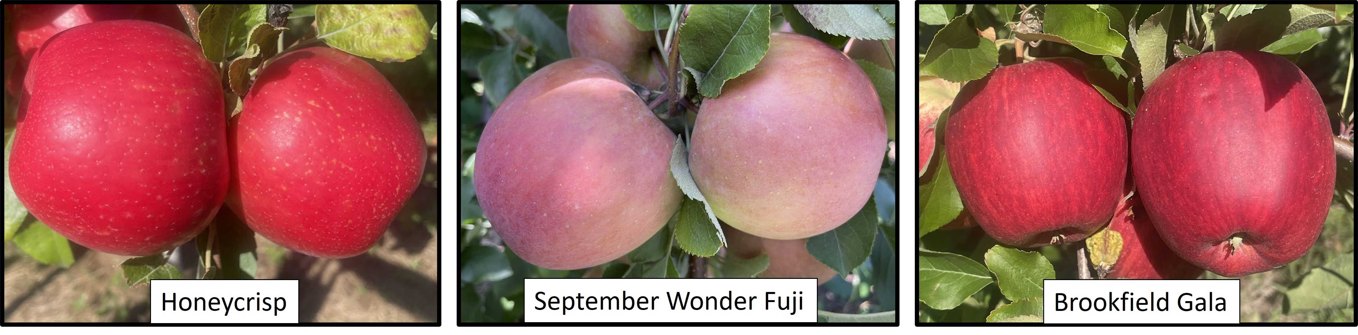 Honeycrisp, September Wonder Fuji, and Brookfield Gala apples.