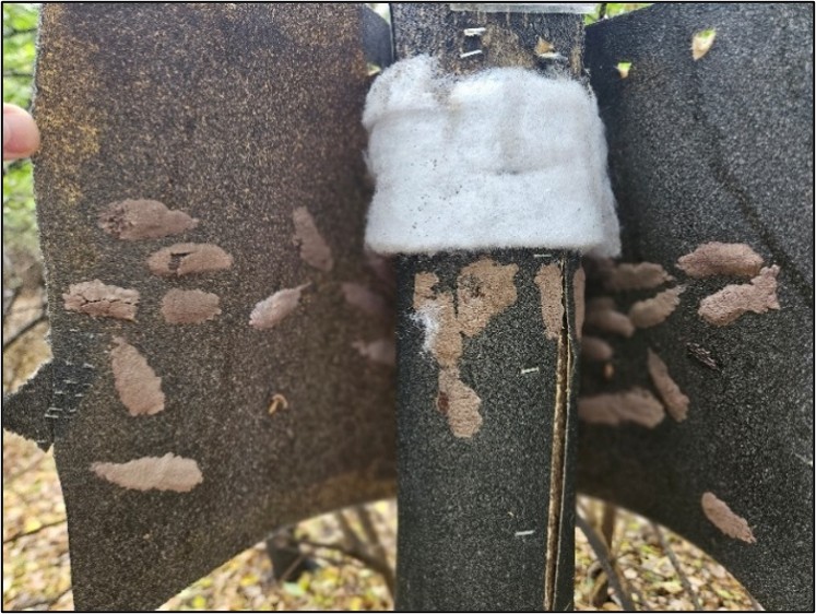 A lampshade trap containing multiple SLF egg masses