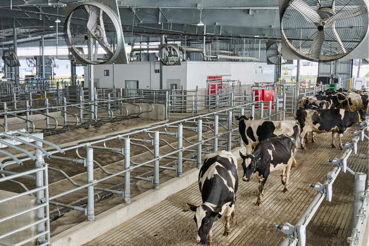 Cows at the MSU Dairy Cattle Teaching and Research Center.