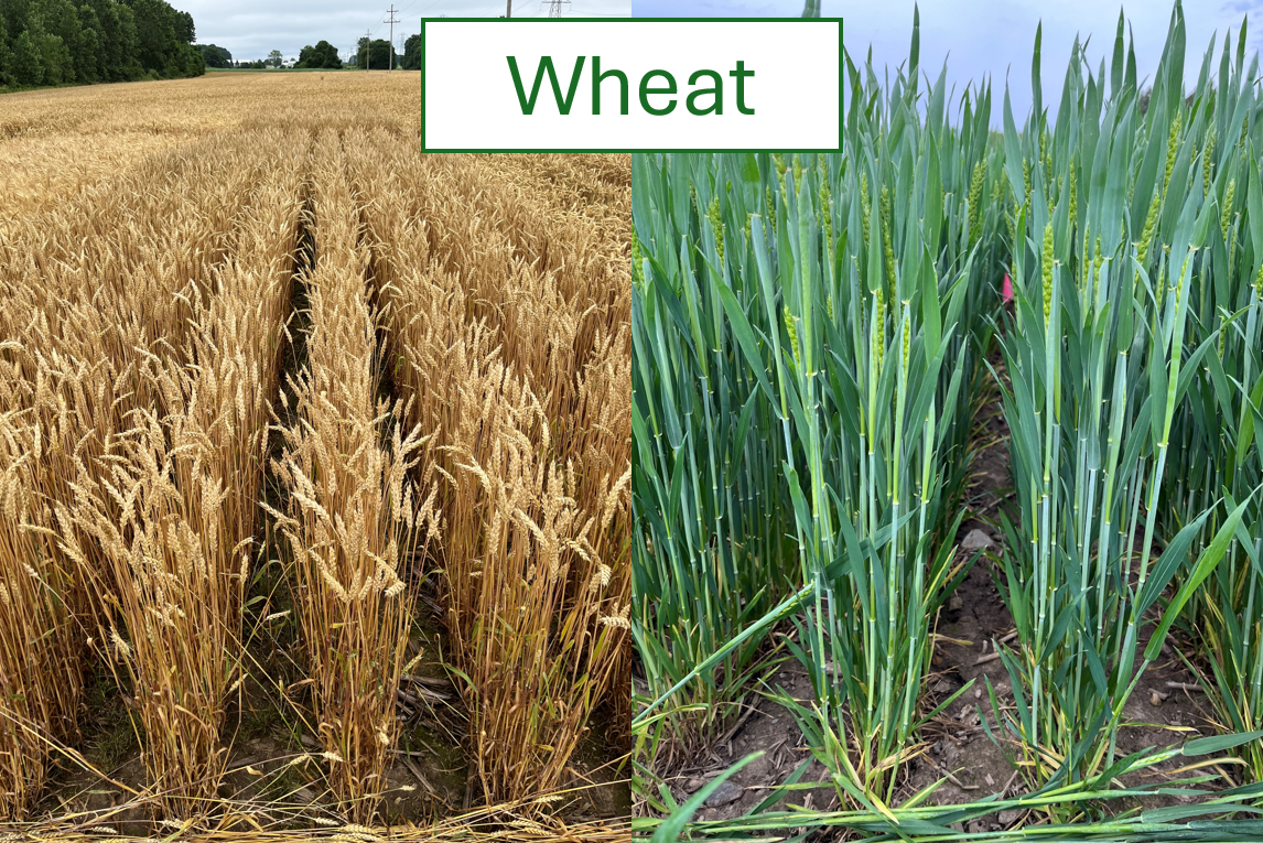 WHEAT.png
