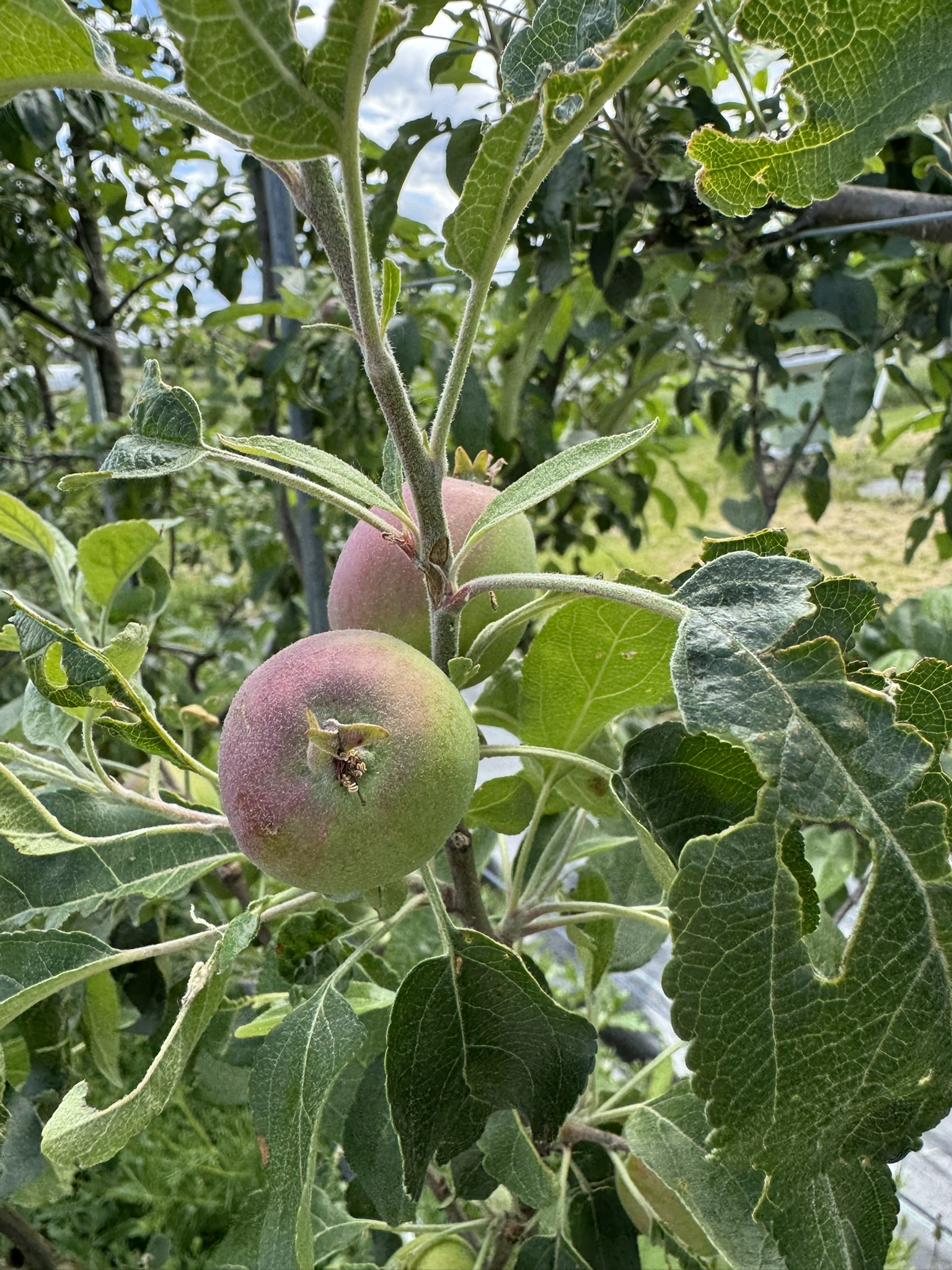 Two unripe apple fruits growing on a tree that are beginning to turn red. 