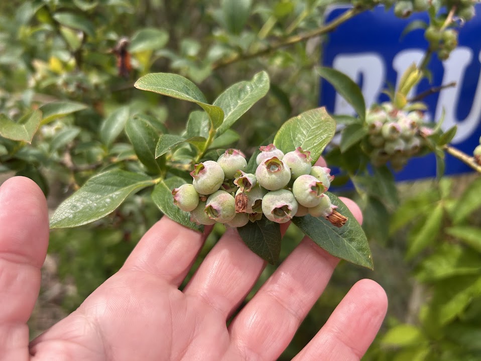 Blueray berries surrounded by green leaves