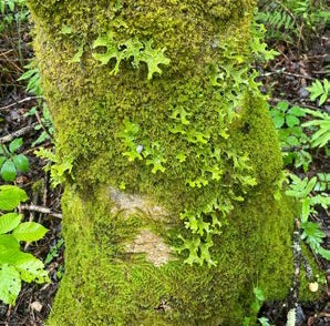 Tree trunk covered in green moss and leafy lichen growing on the bark in a forest setting.