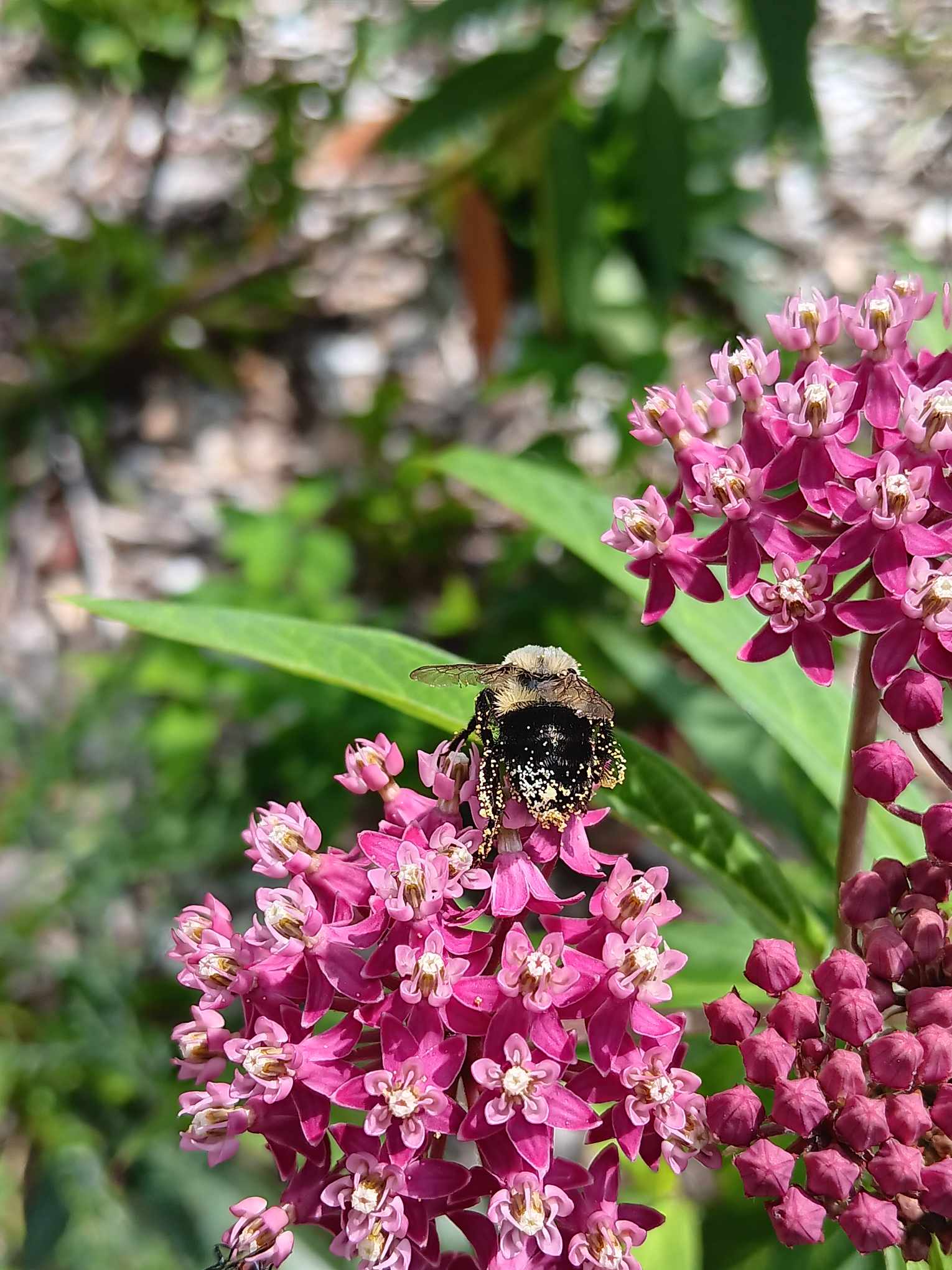 Bumble bee on a swamp milkweed