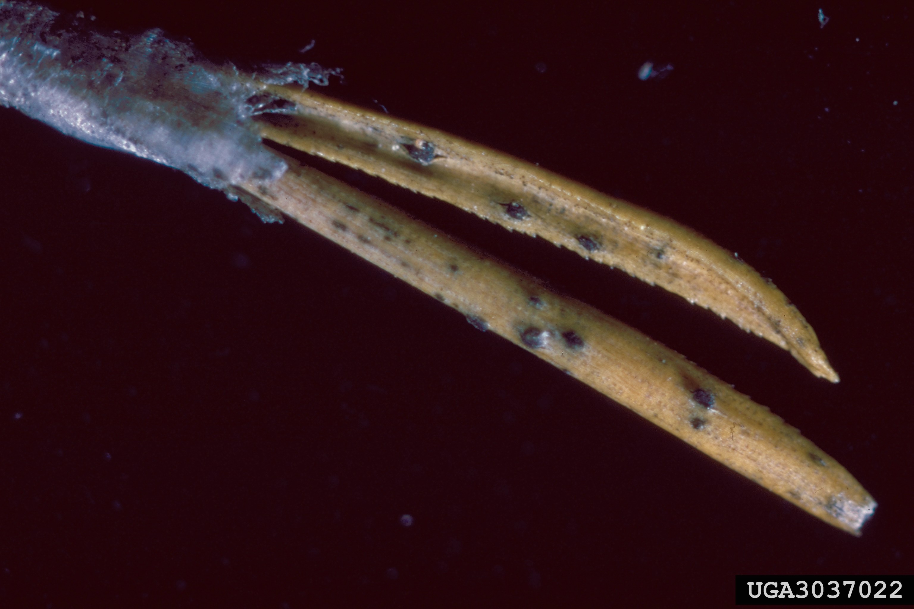 Black fruiting bodies on pine needles.