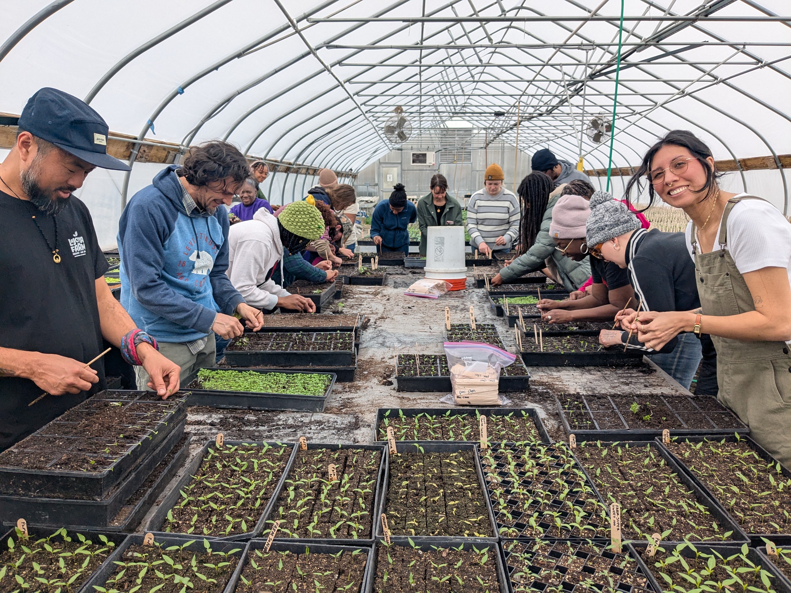About 20 farmers working with trays of young transplants