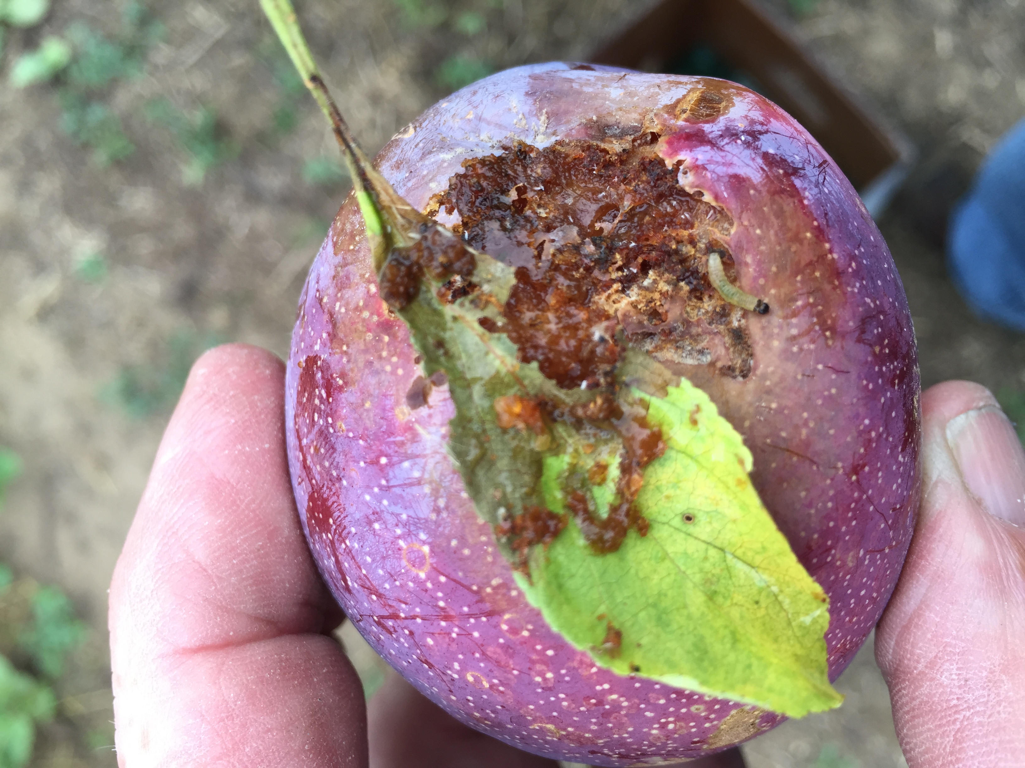 Oblique banded leafroller damage to plum. 