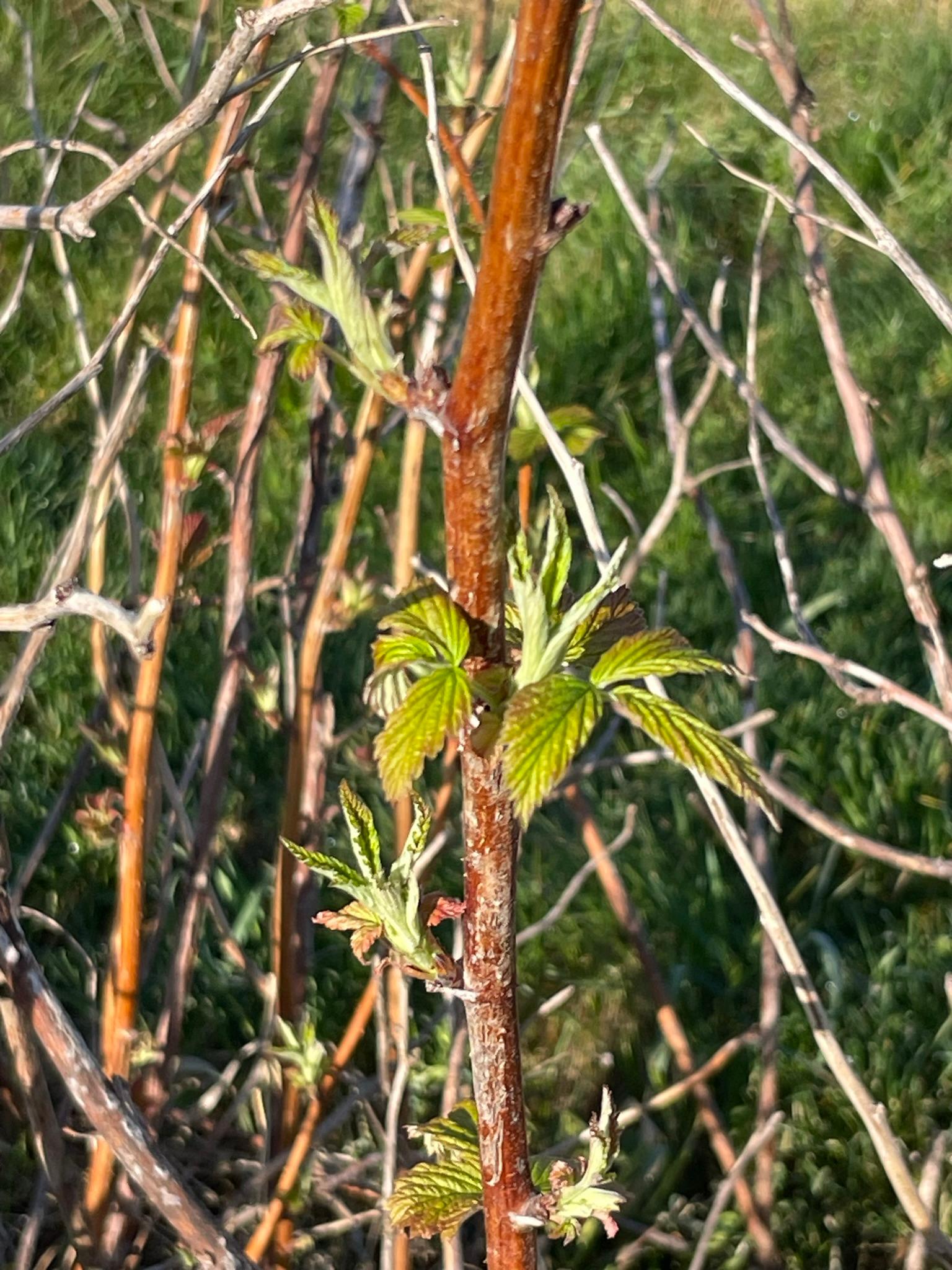 Raspberry leaves.