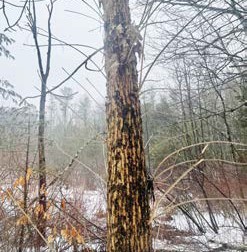 Ash tree trunk with dark bark splitting and extensive woodpecker damage in a snowy wetland forest.