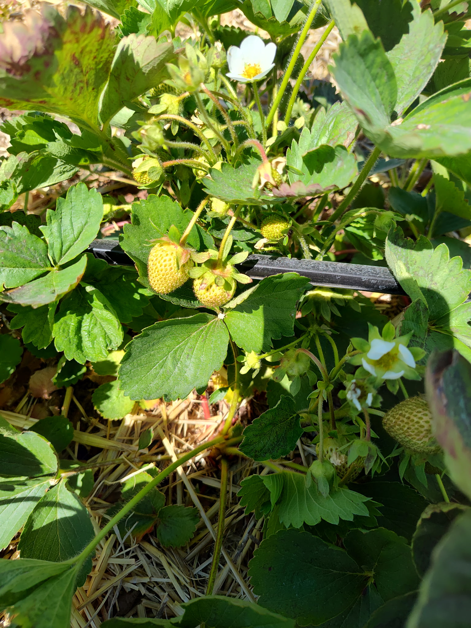 A cluster of small, green unripe strawberries growing out of a straw bed.