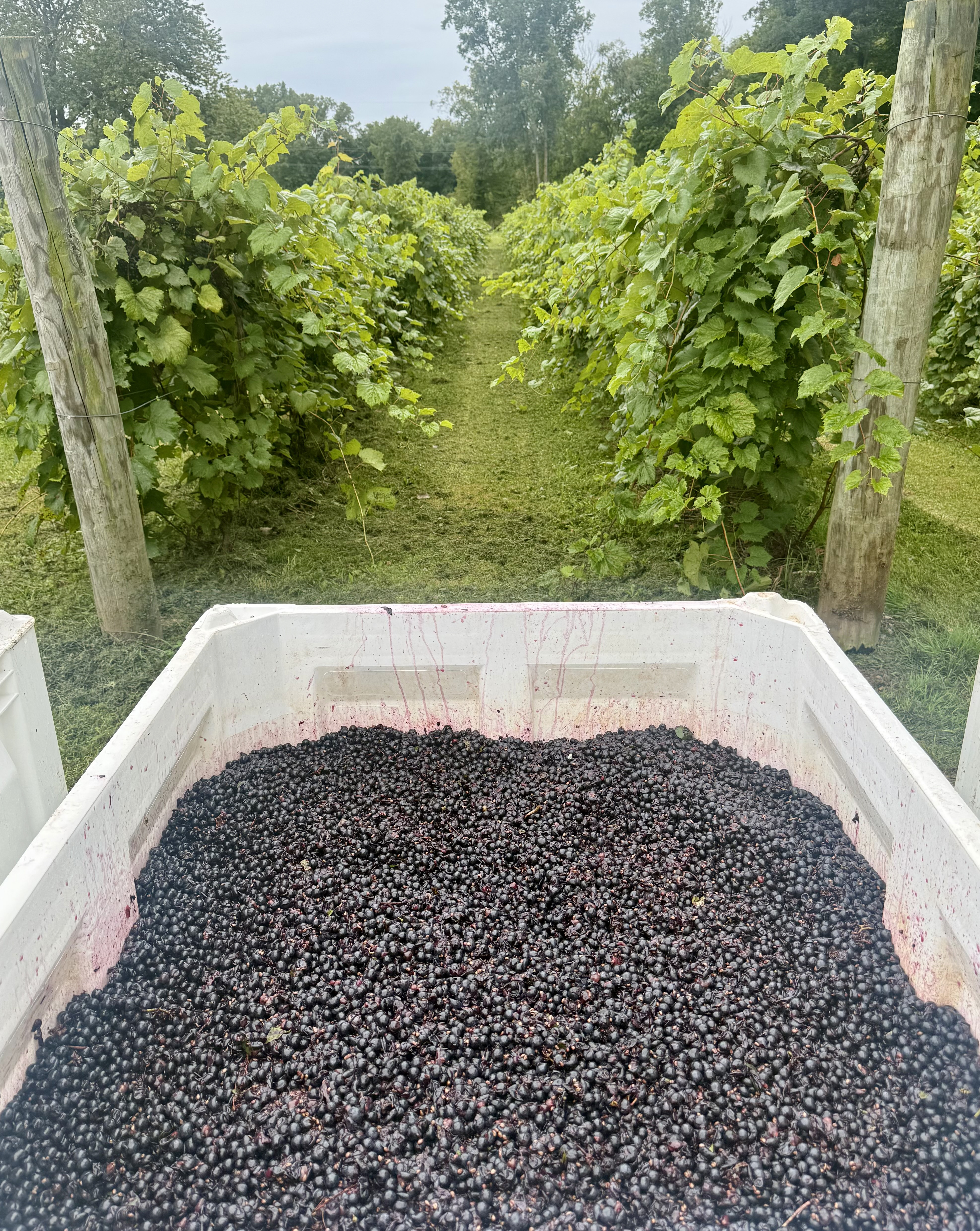 &lsquo;Petite Pearl&rsquo; grapes after harvest.