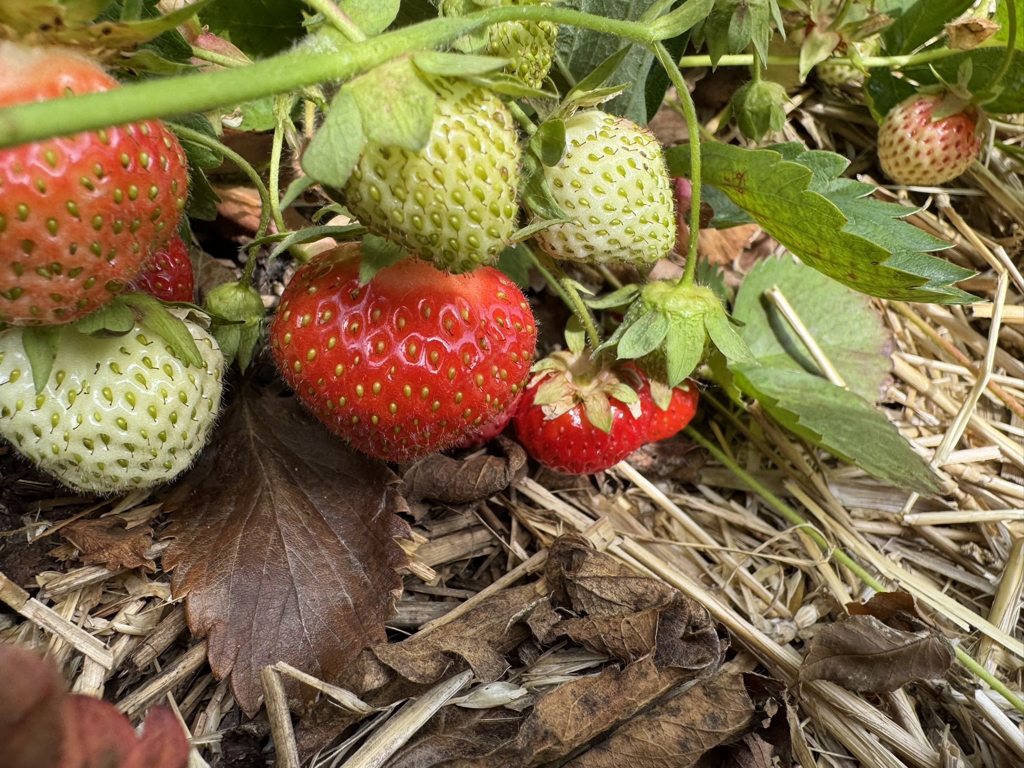 A cluster of strawberries. Some are bright red, some are solid green, and some are green beginning to turn red.