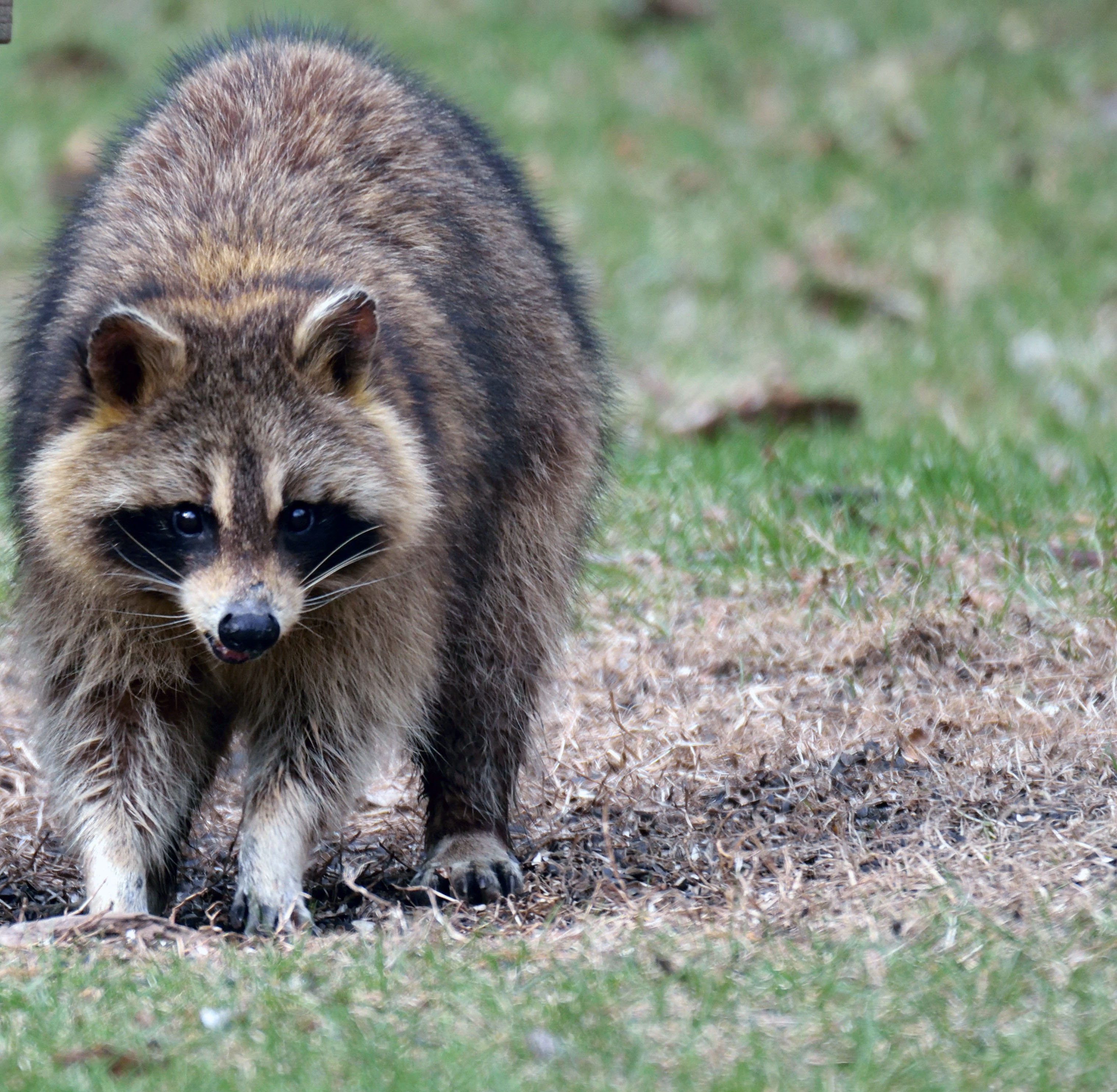 A racoon digging up the ground.