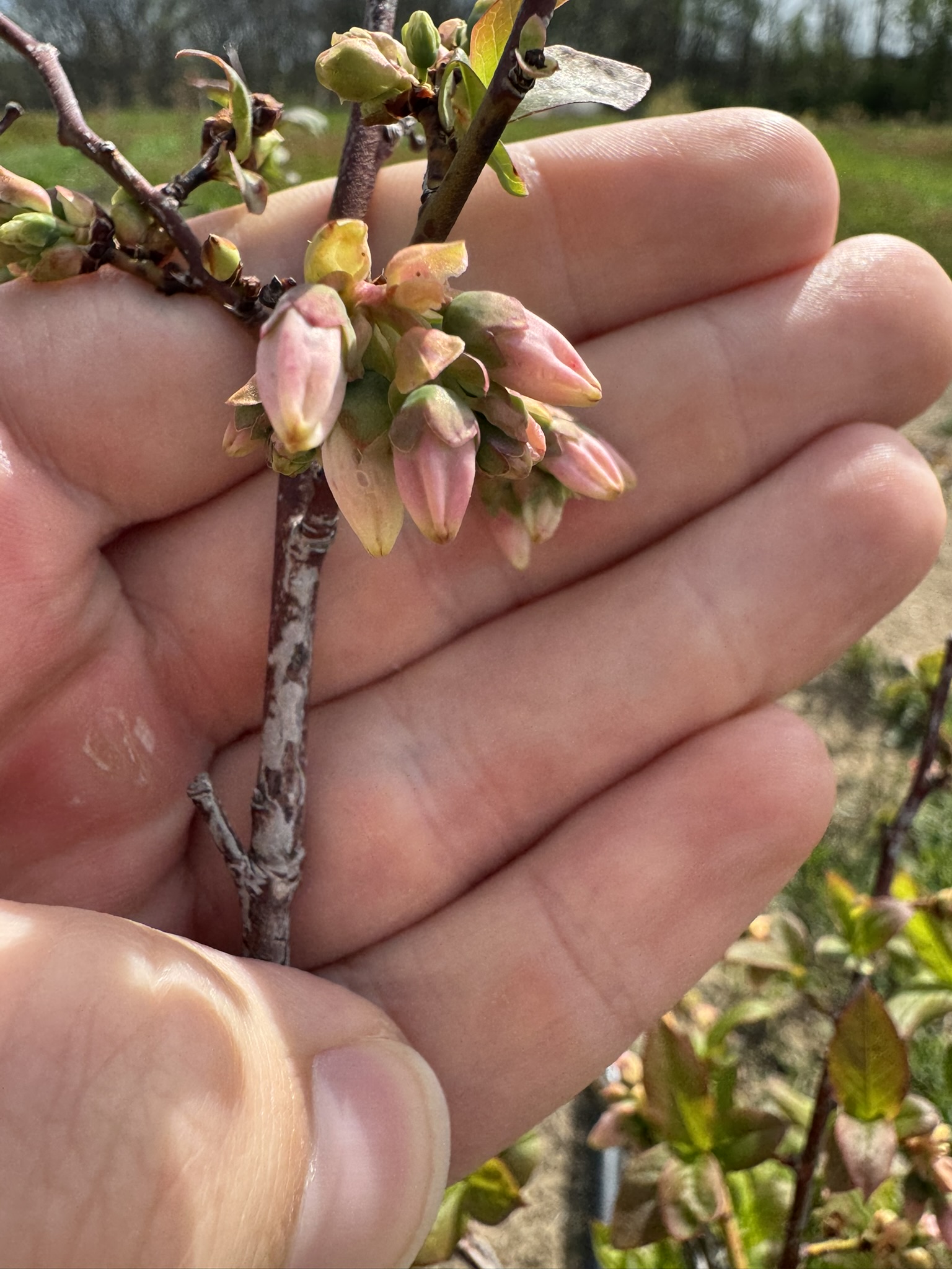 Blueberry_LatePinkBud_Kapnicks_April27_2026.JPEG